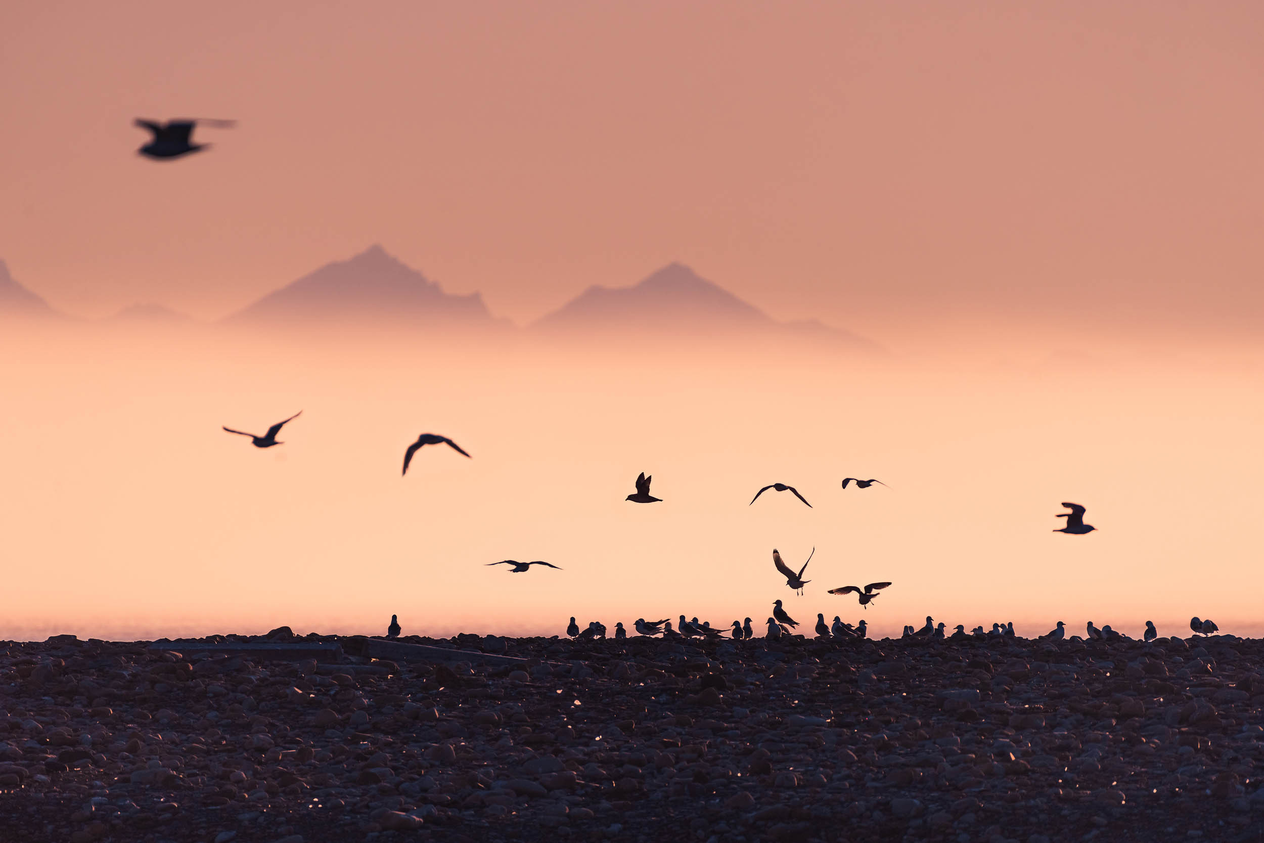 Svalbard. Summer. Family and wedding photographer in Norway Bublik Polina