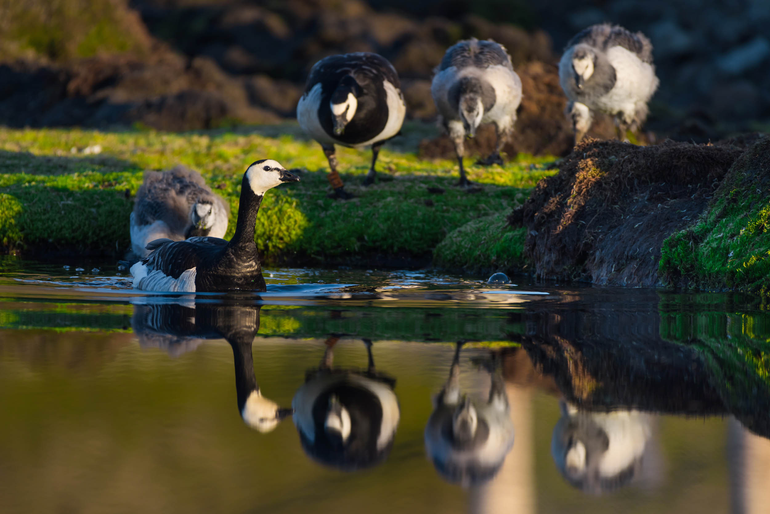 Svalbard. Summer. Family and wedding photographer in Norway Bublik Polina