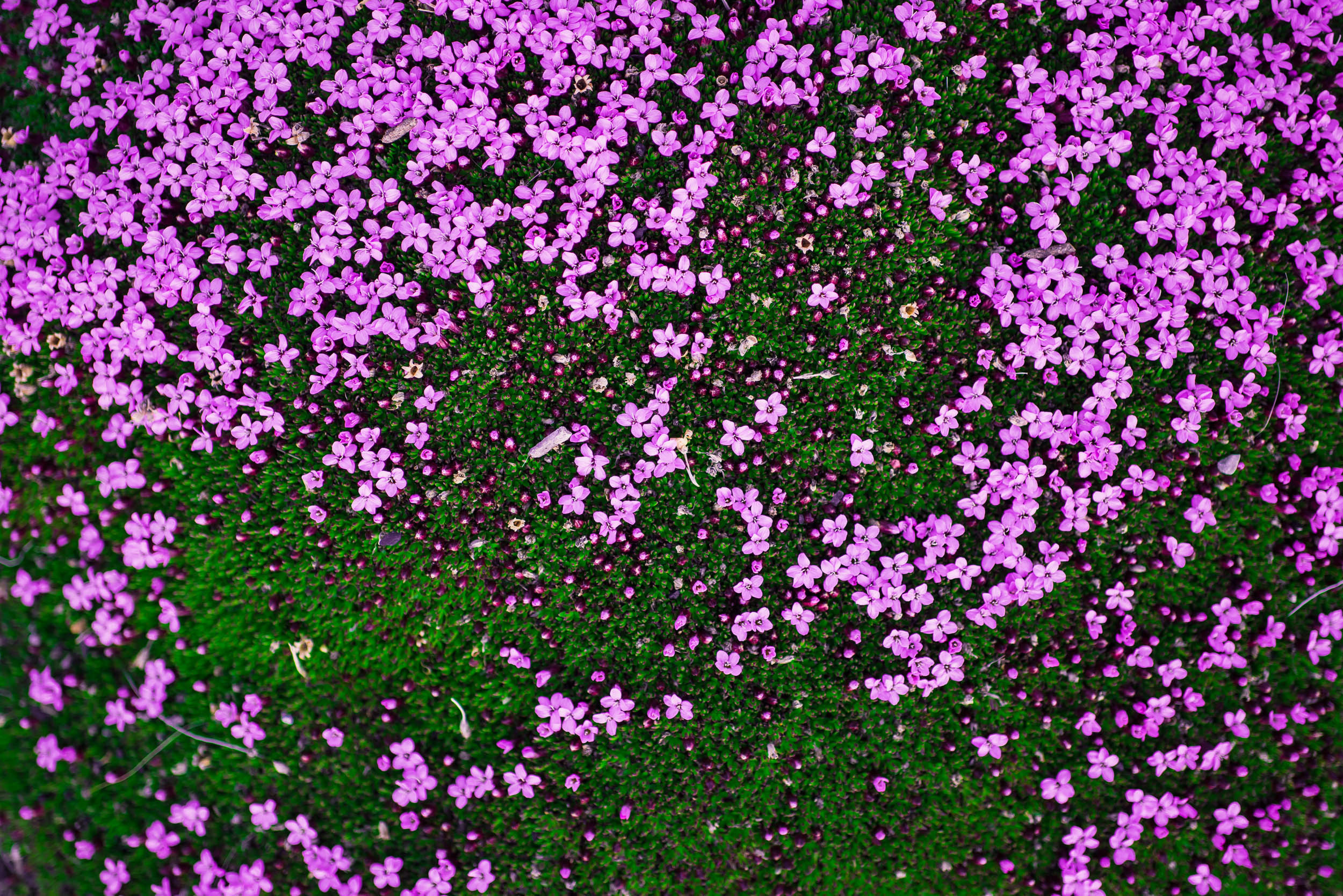 Svalbard. Summer. Family and wedding photographer in Norway Bublik Polina