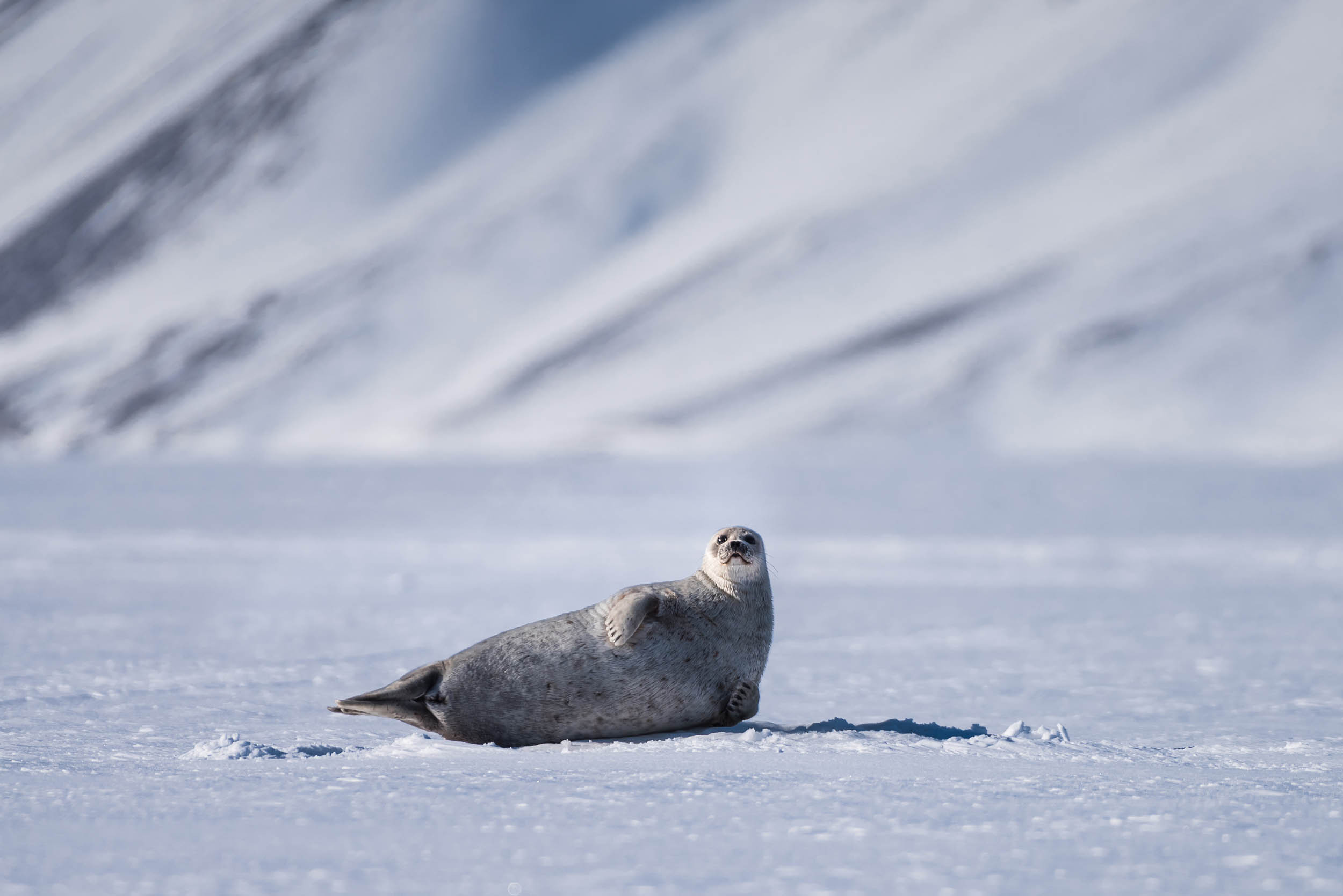 Svalbard. Winter. Day. Family and wedding photographer in Norway Bublik Polina