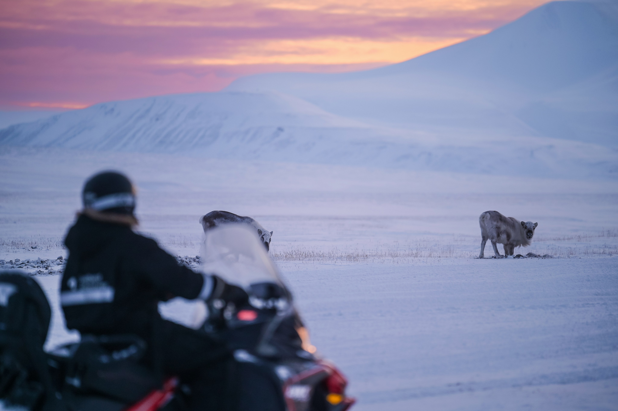 Svalbard february 2024. Family and wedding photographer in Norway Bublik Polina