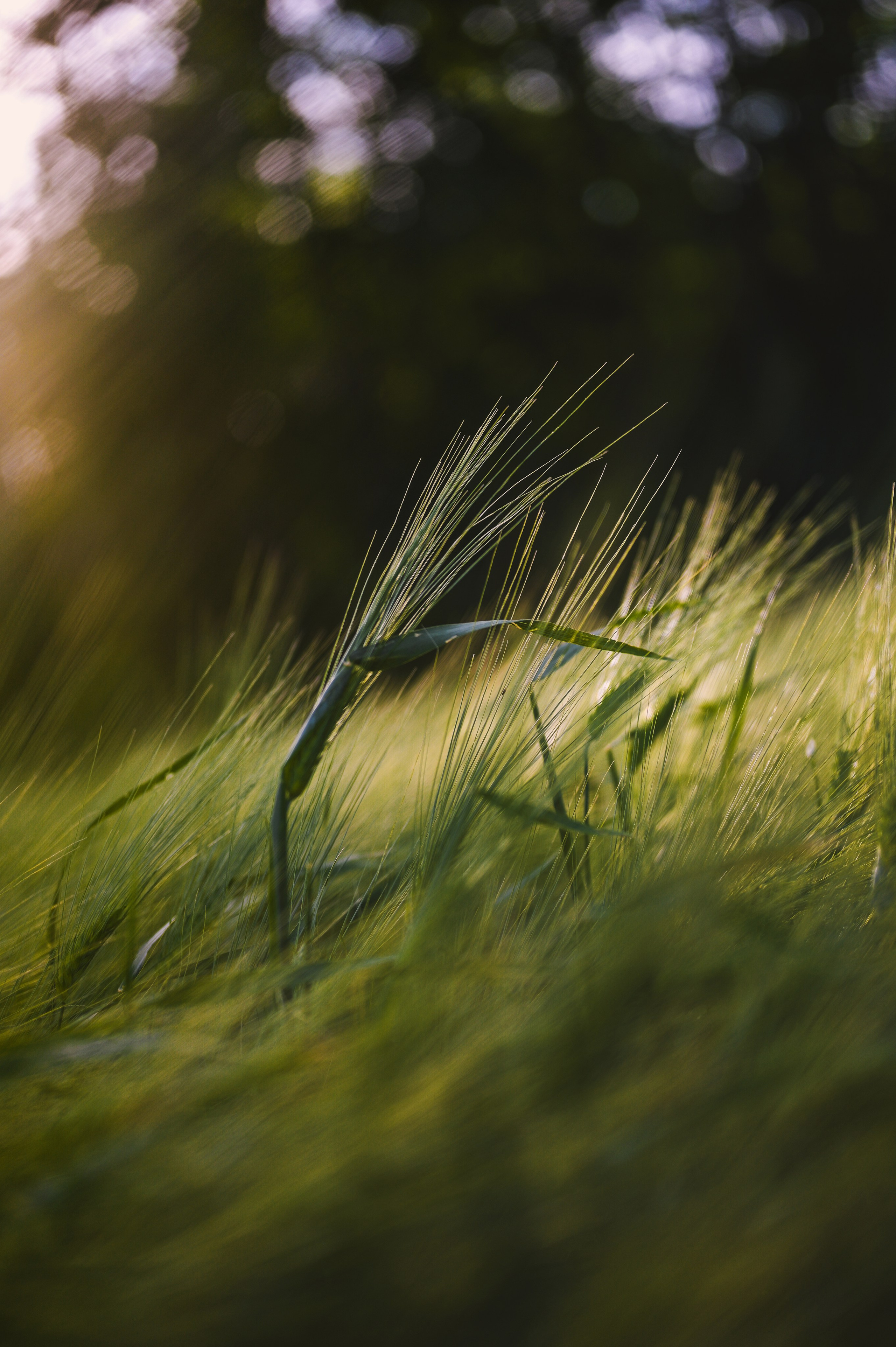 Love on Torød. Family and wedding photographer in Norway Bublik Polina