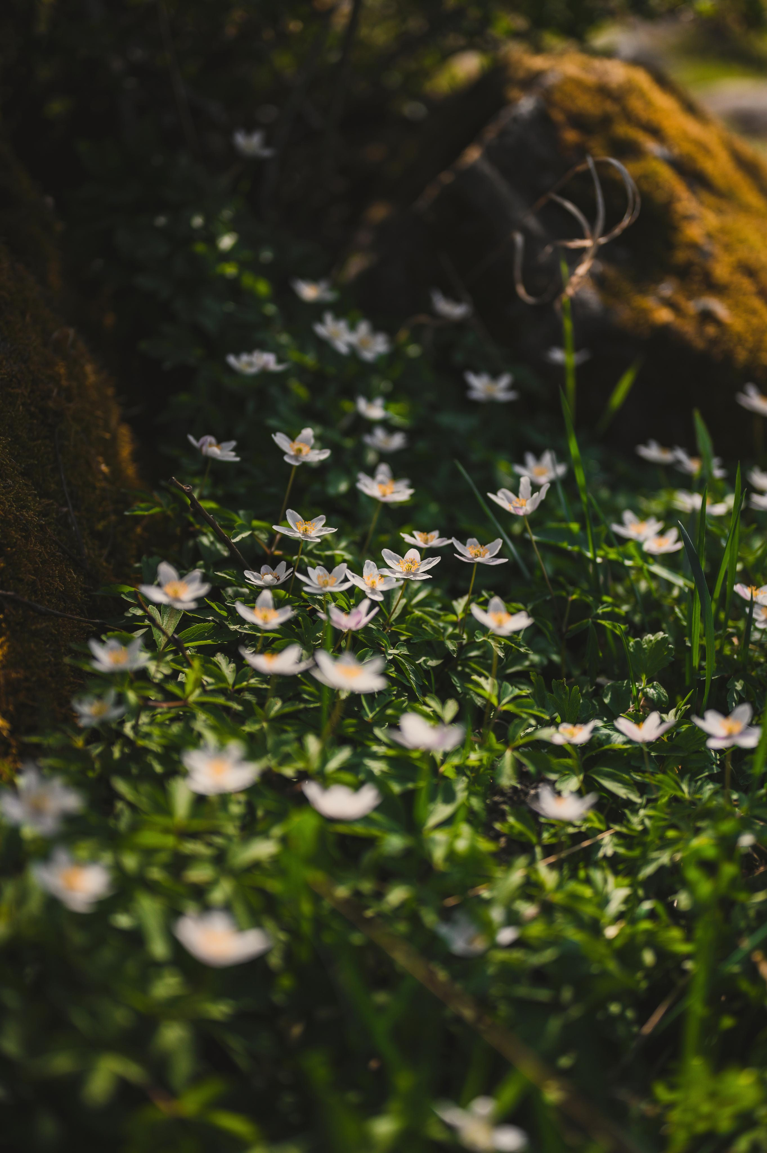 Vår. Family and wedding photographer in Norway Bublik Polina
