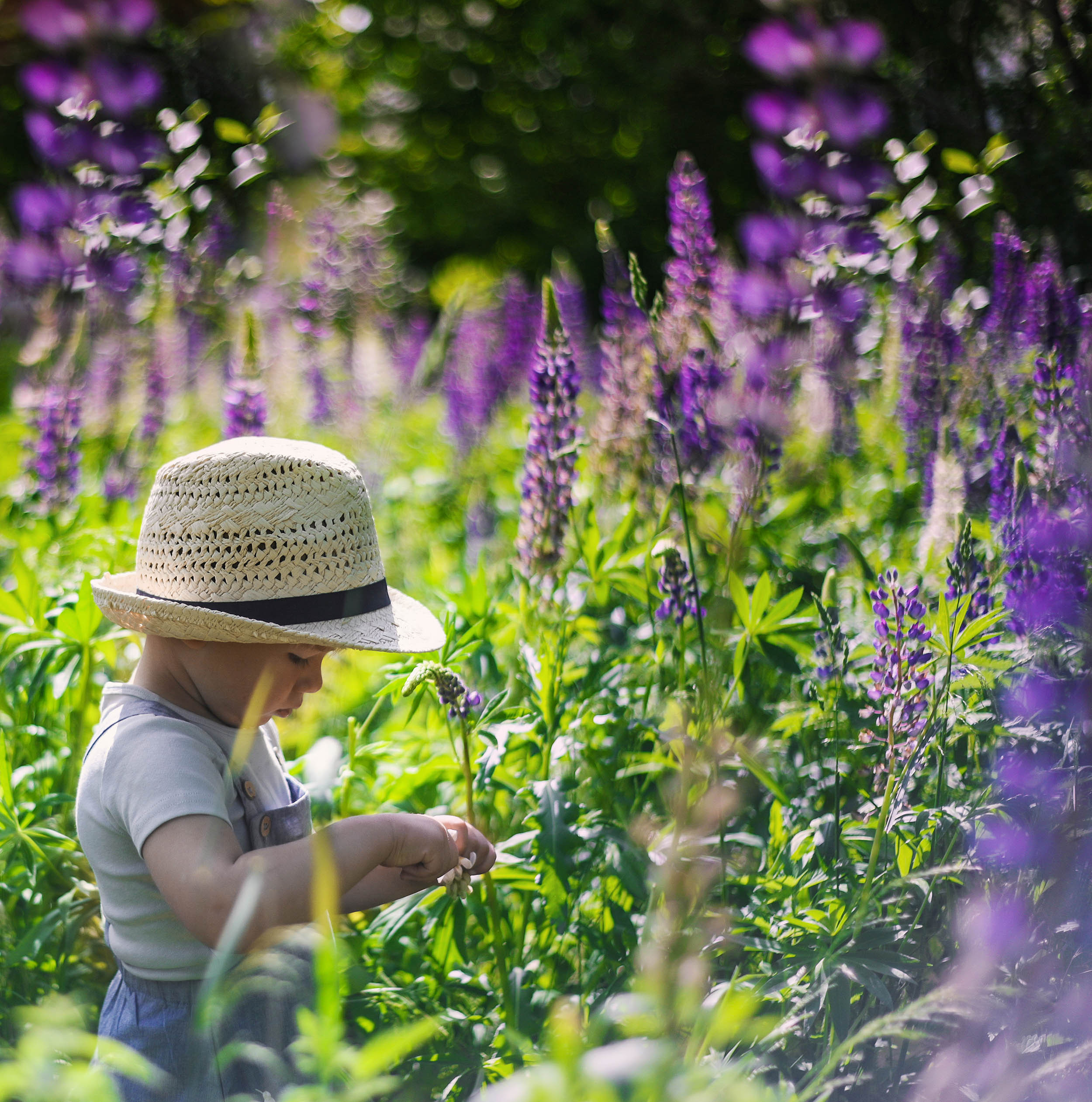 Lupin. Family and wedding photographer in Norway Bublik Polina
