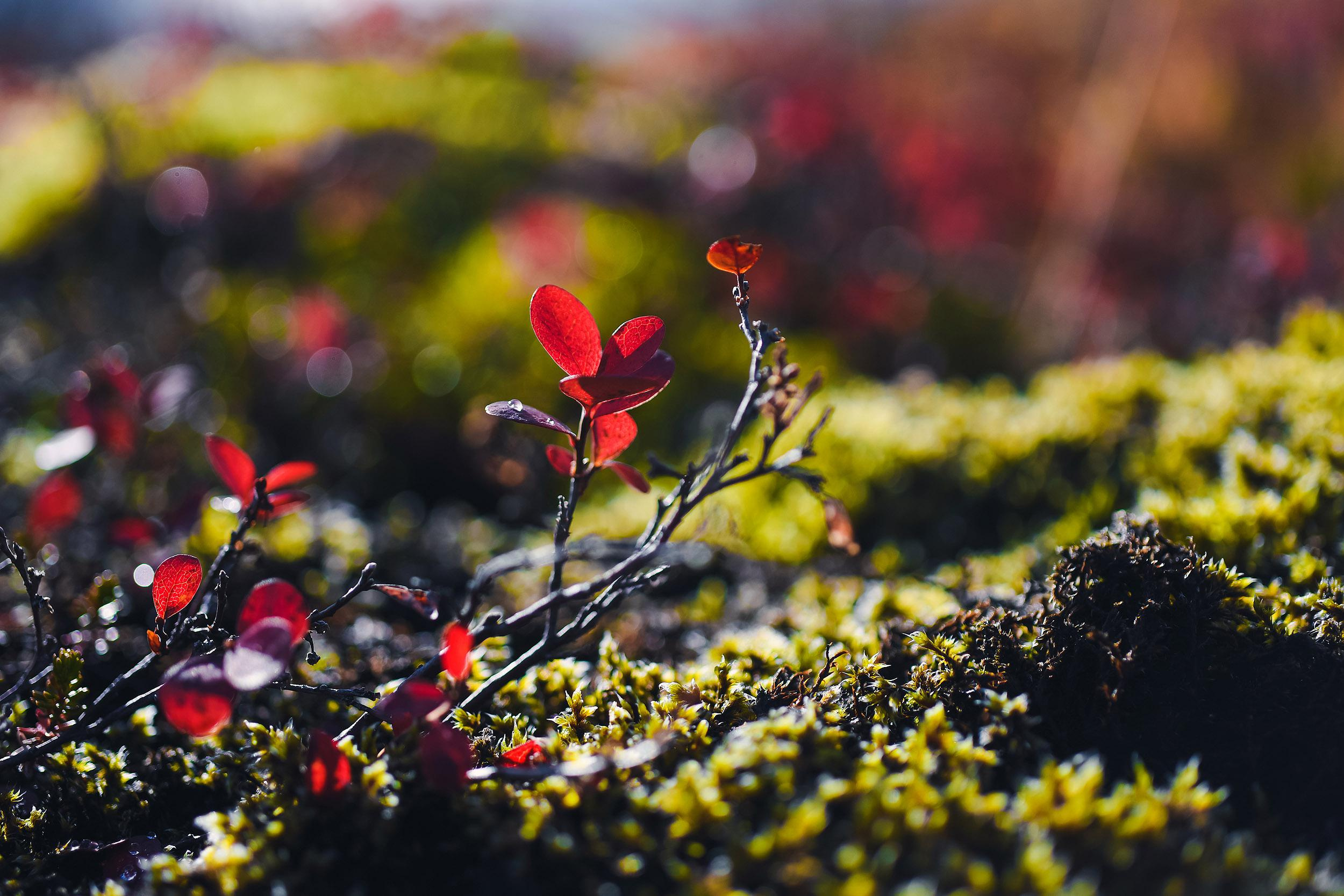 Iceland. Family and wedding photographer in Norway Bublik Polina