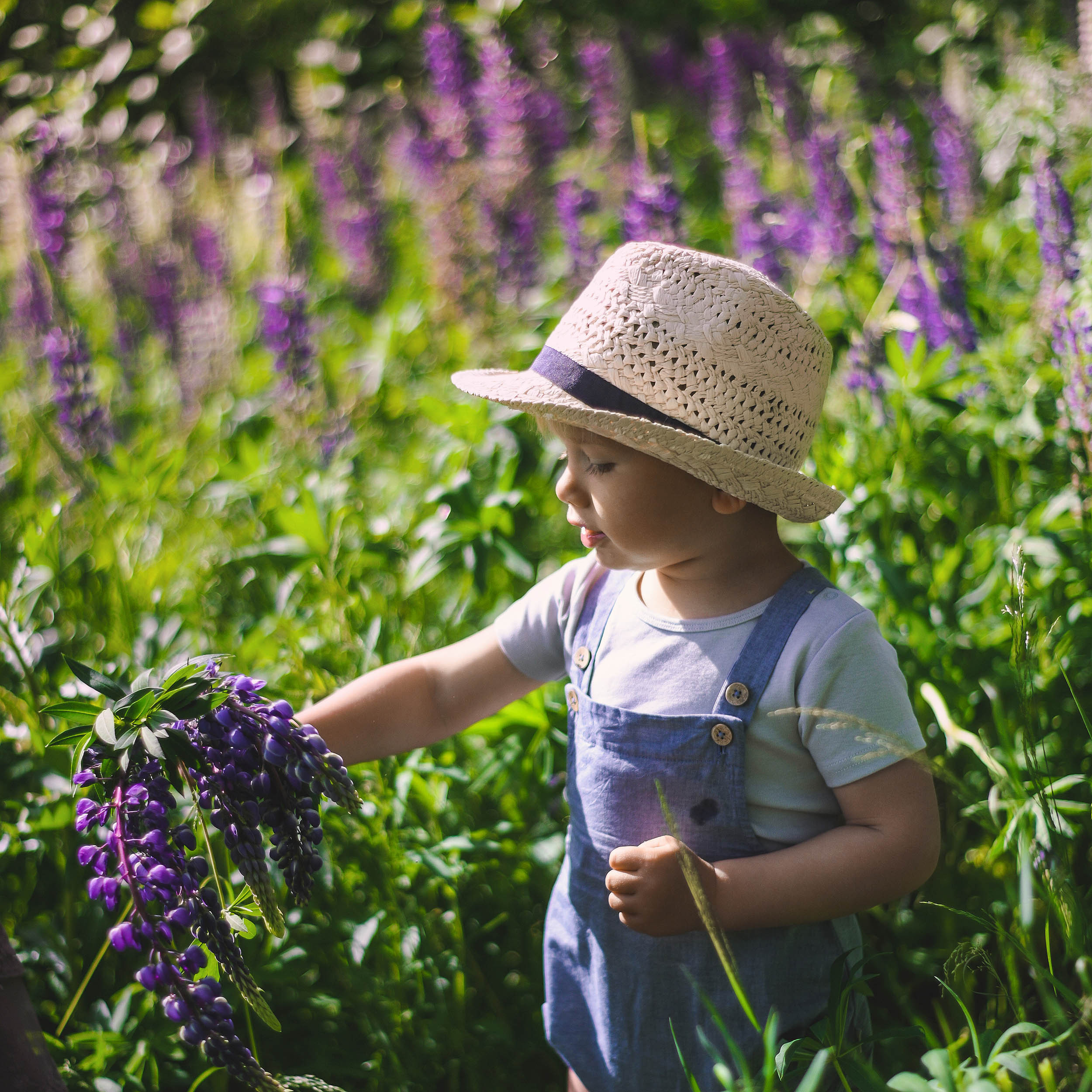 Lupin. Family and wedding photographer in Norway Bublik Polina
