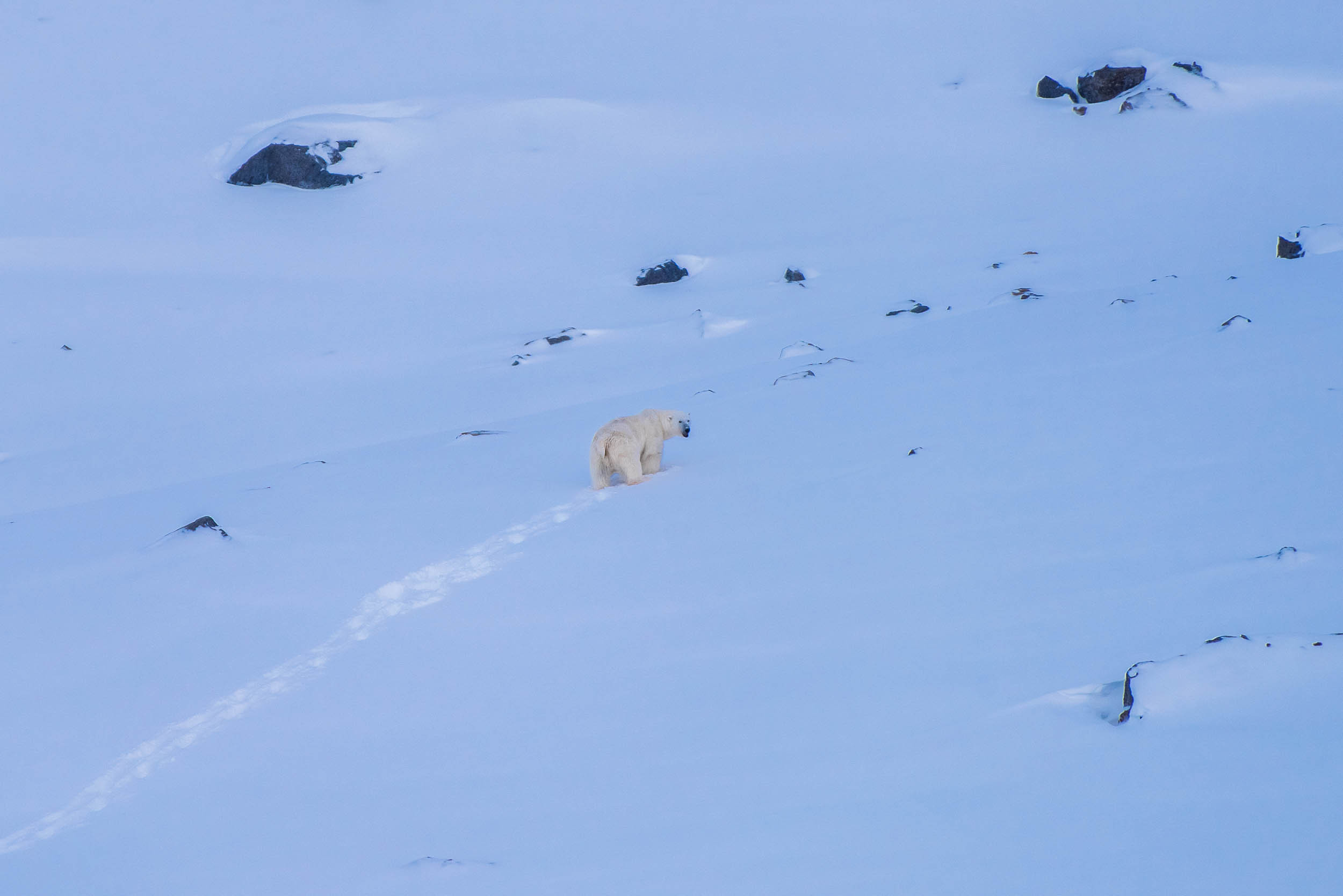 Svalbard. Winter. Day. Family and wedding photographer in Norway Bublik Polina