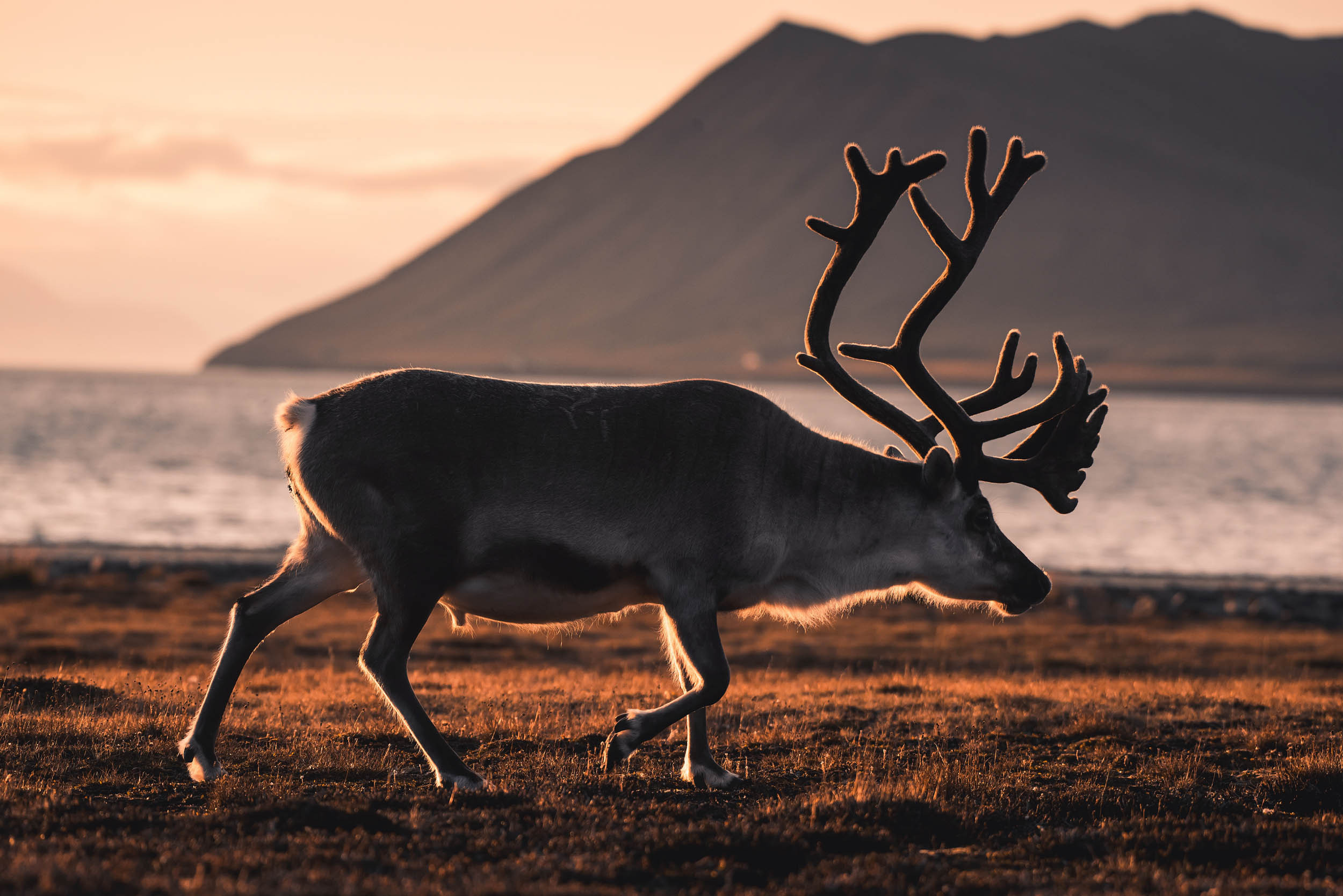 Svalbard. Summer. Family and wedding photographer in Norway Bublik Polina