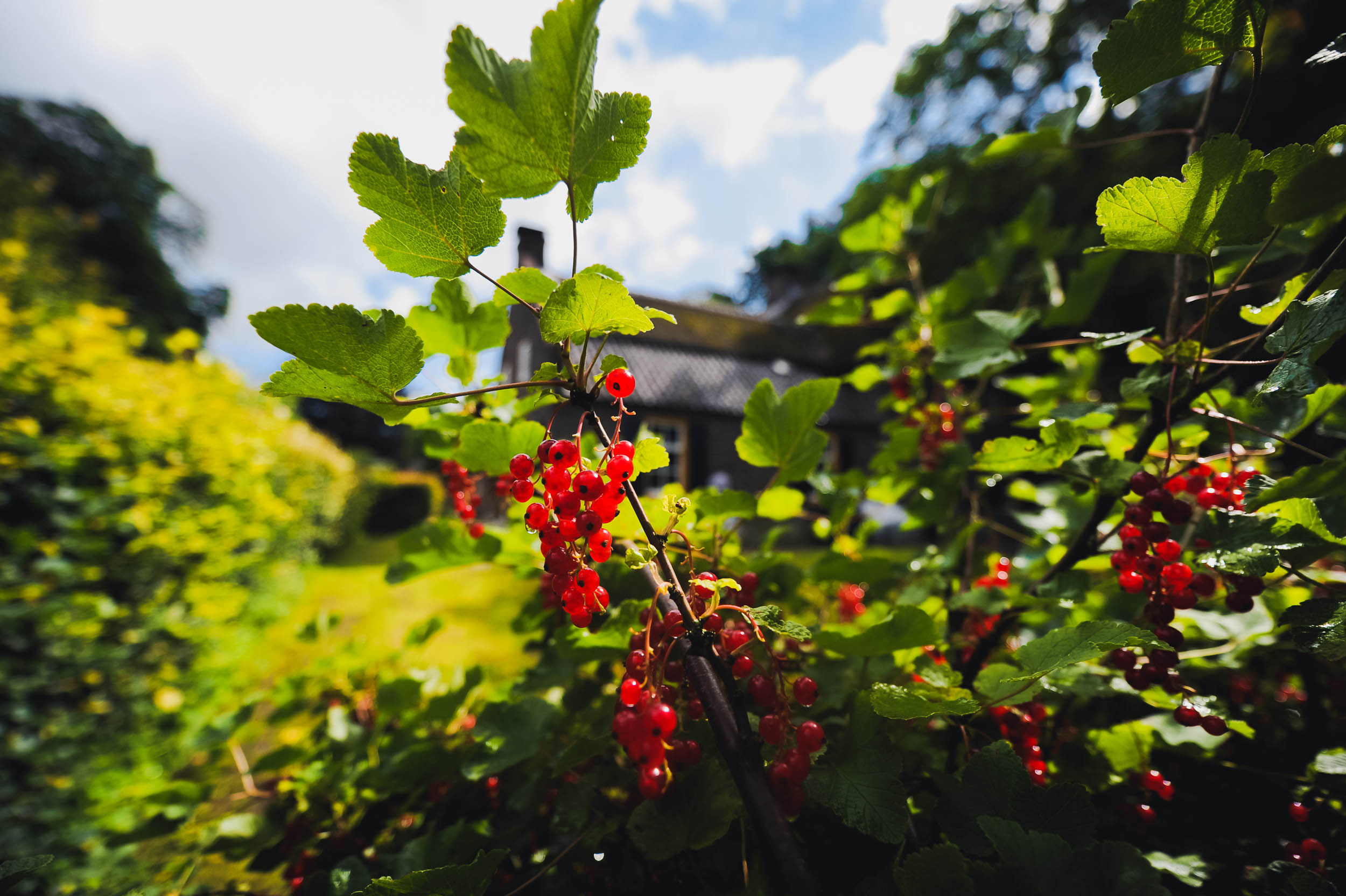 Kseniya and Kurt. Netherlands. Family and wedding photographer in Norway Bublik Polina