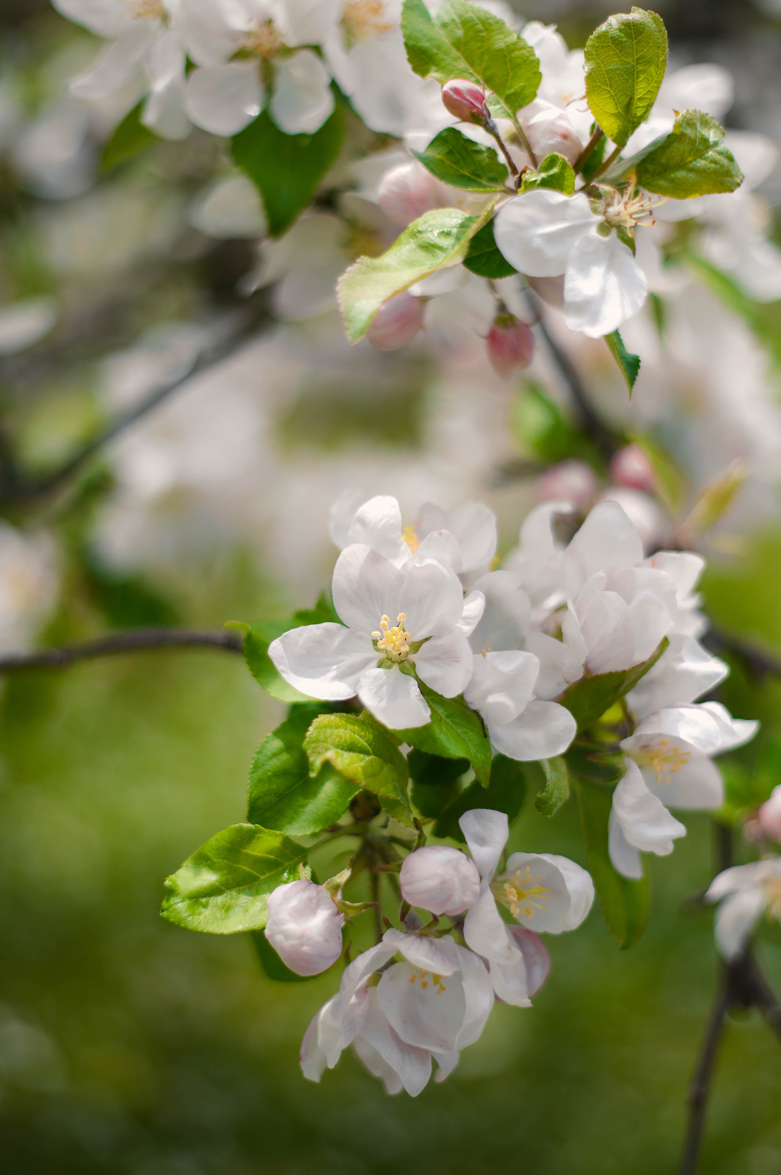 Janina +2❤️. Family and wedding photographer in Norway Bublik Polina