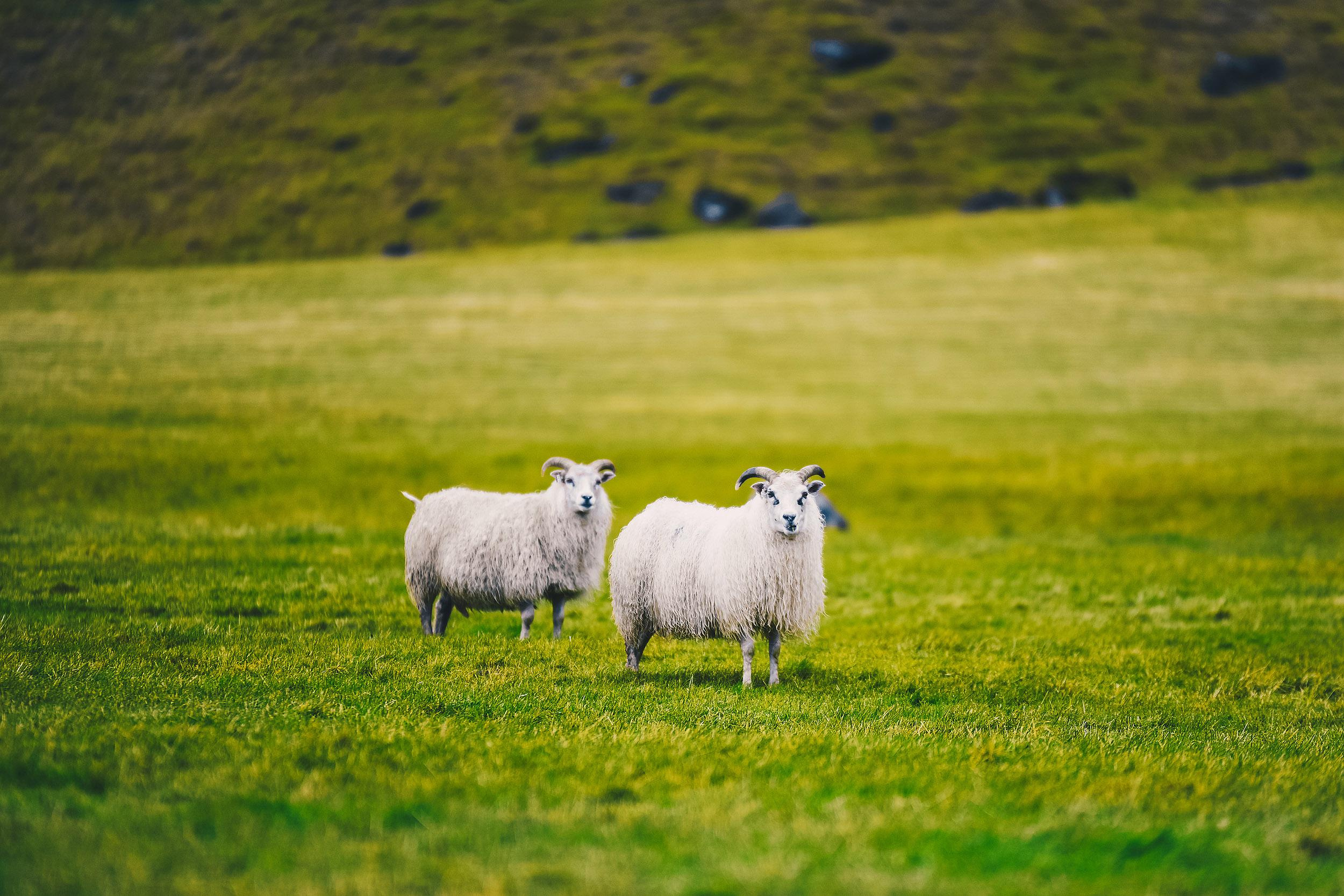 Iceland. Family and wedding photographer in Norway Bublik Polina