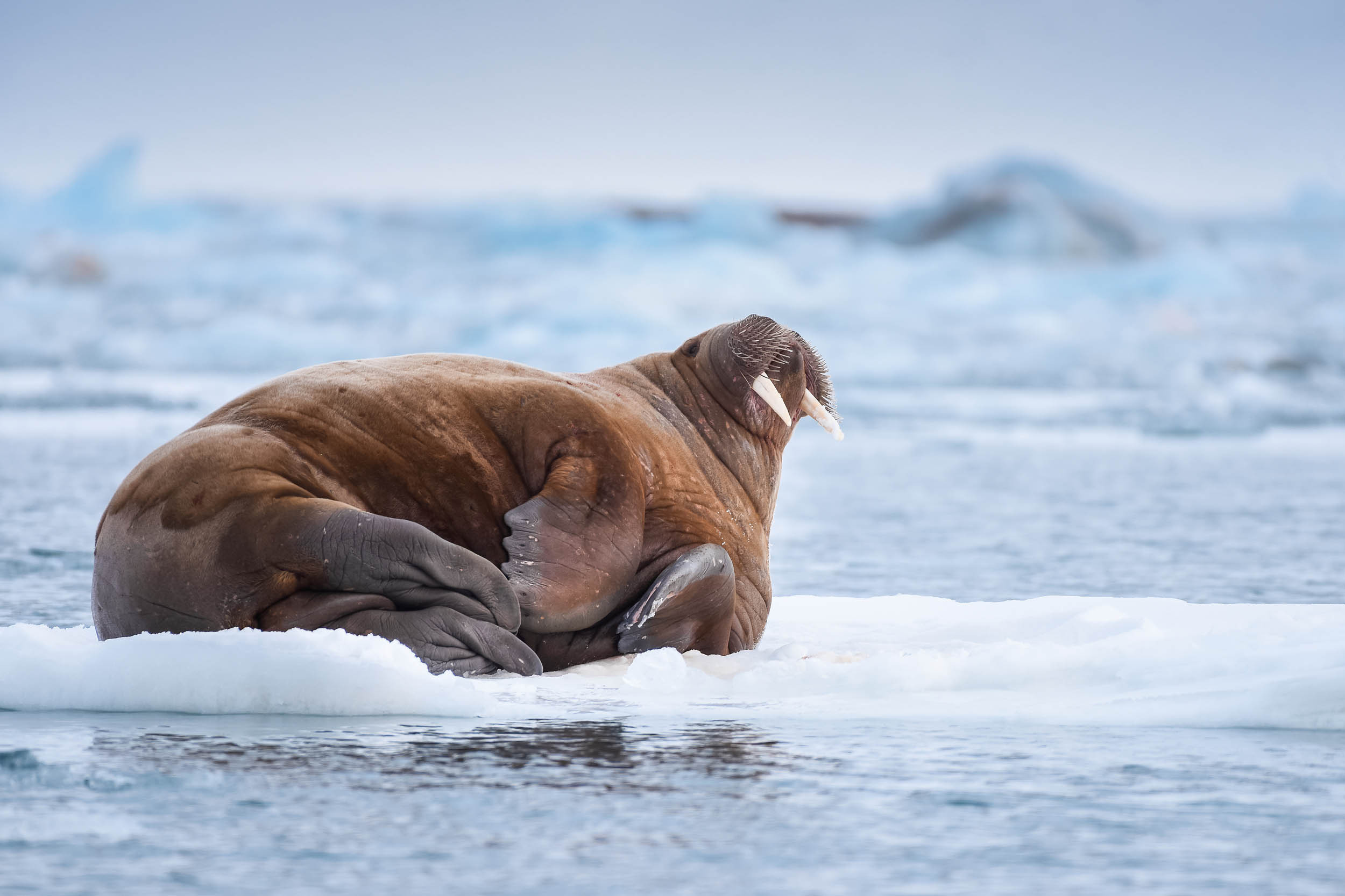 Svalbard. Winter. Day. Family and wedding photographer in Norway Bublik Polina