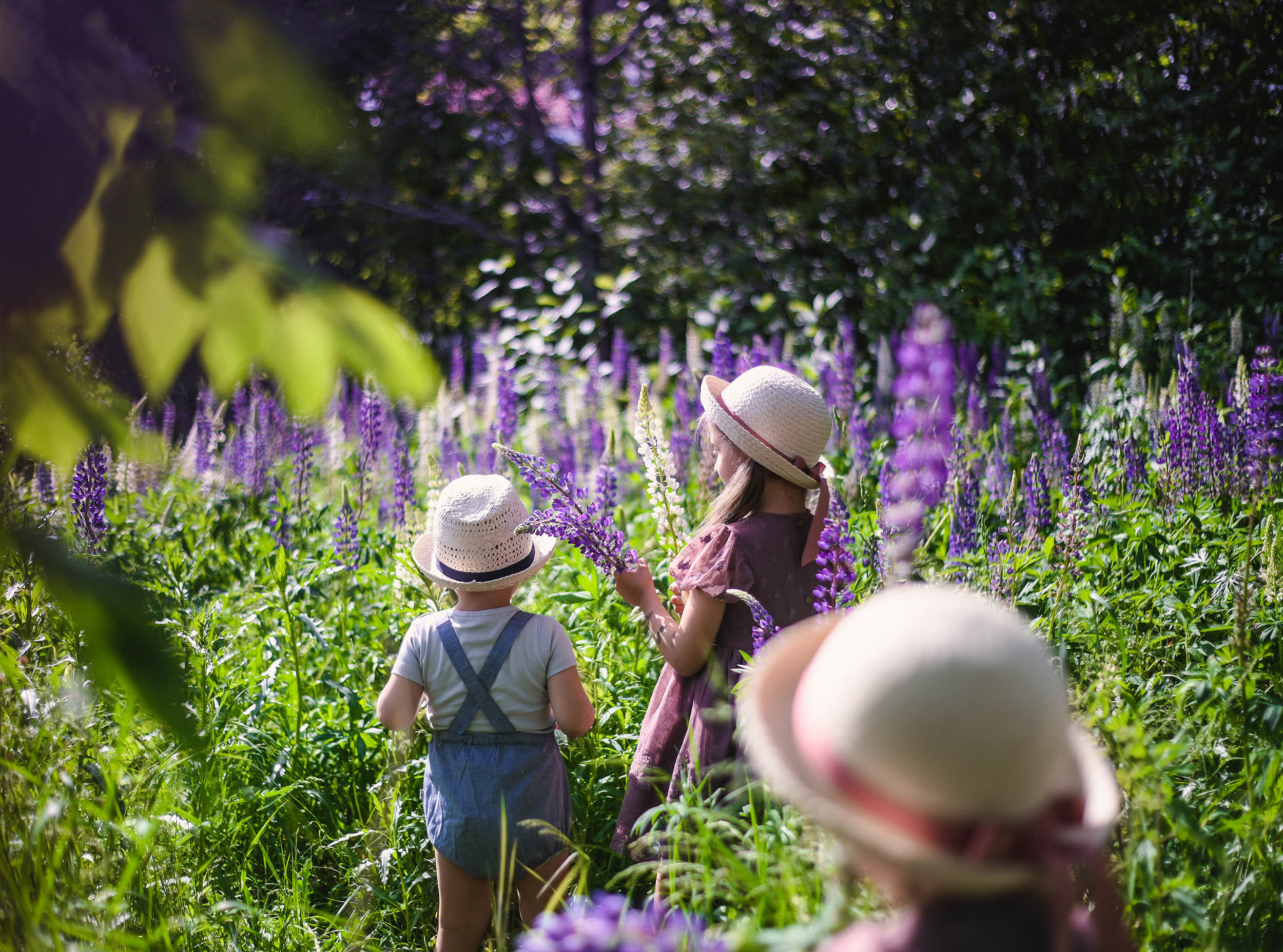 Lupin. Family and wedding photographer in Norway Bublik Polina