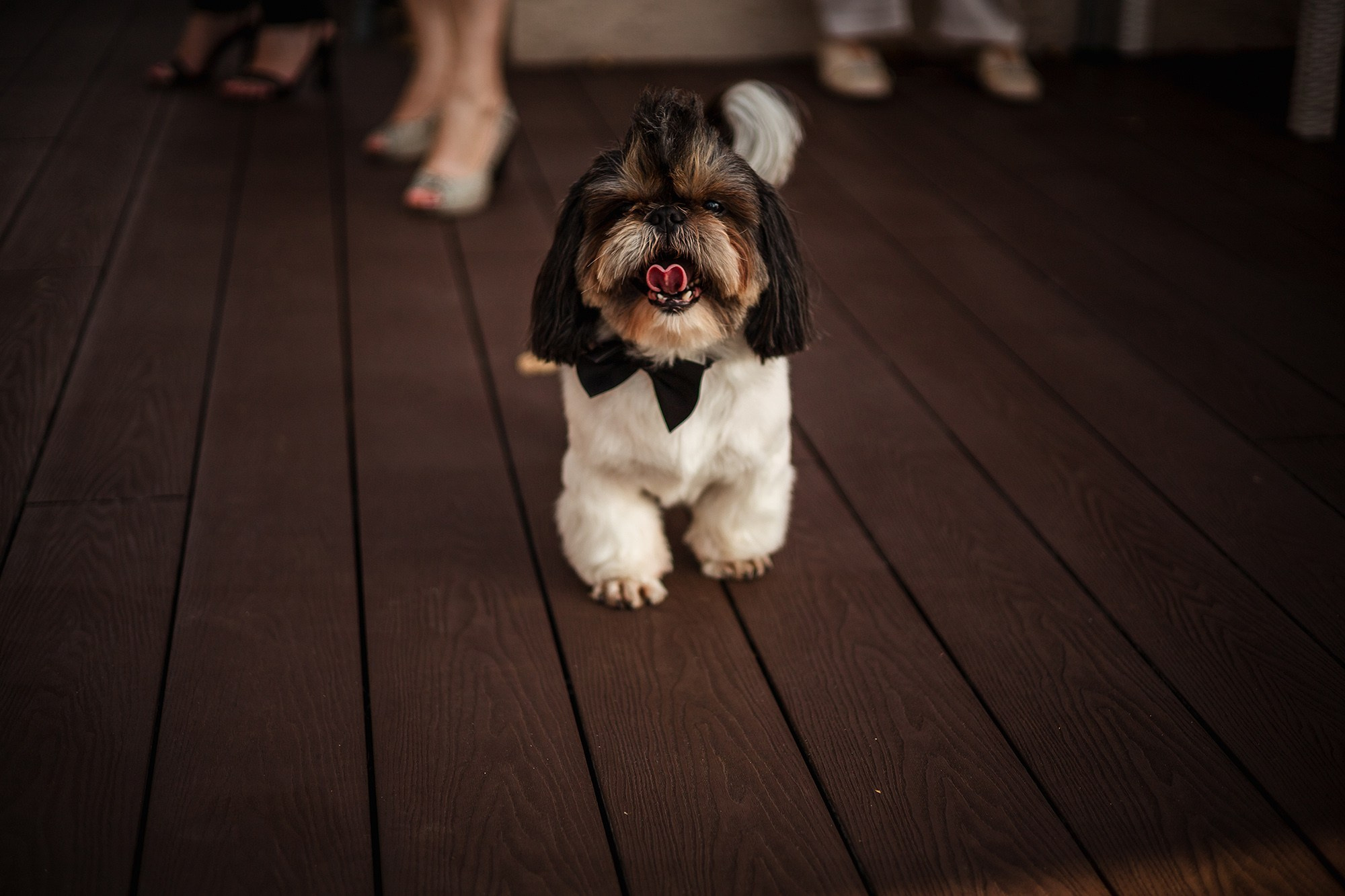 Ніка та Ігор. Весільний фотограф Сергій Шкрябій