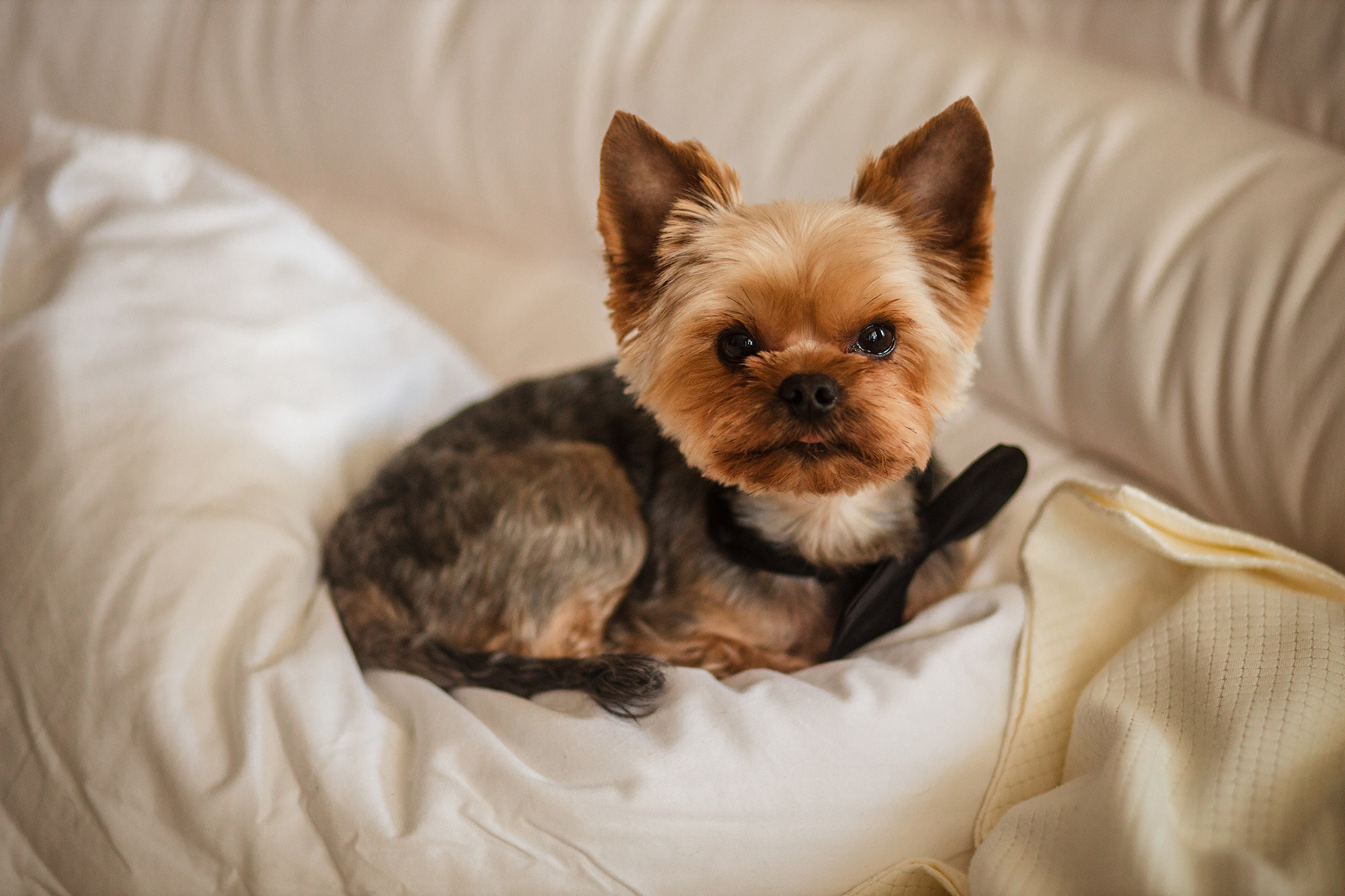 Діана та Юрій. Весільний фотограф Сергій Шкрябій