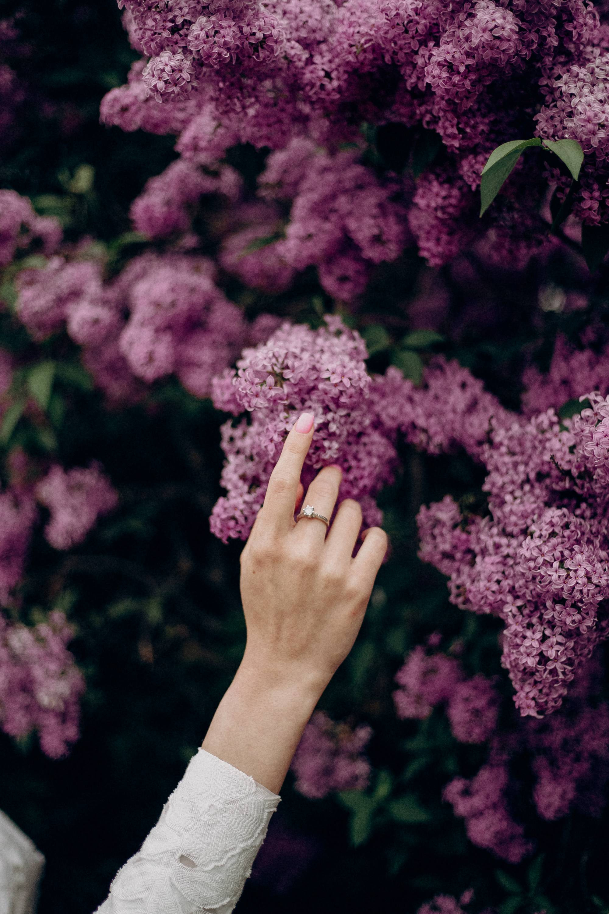 Lilac day. Фотограф Максим Остапенко | Кам'янець-Подільський | Львів | Київ