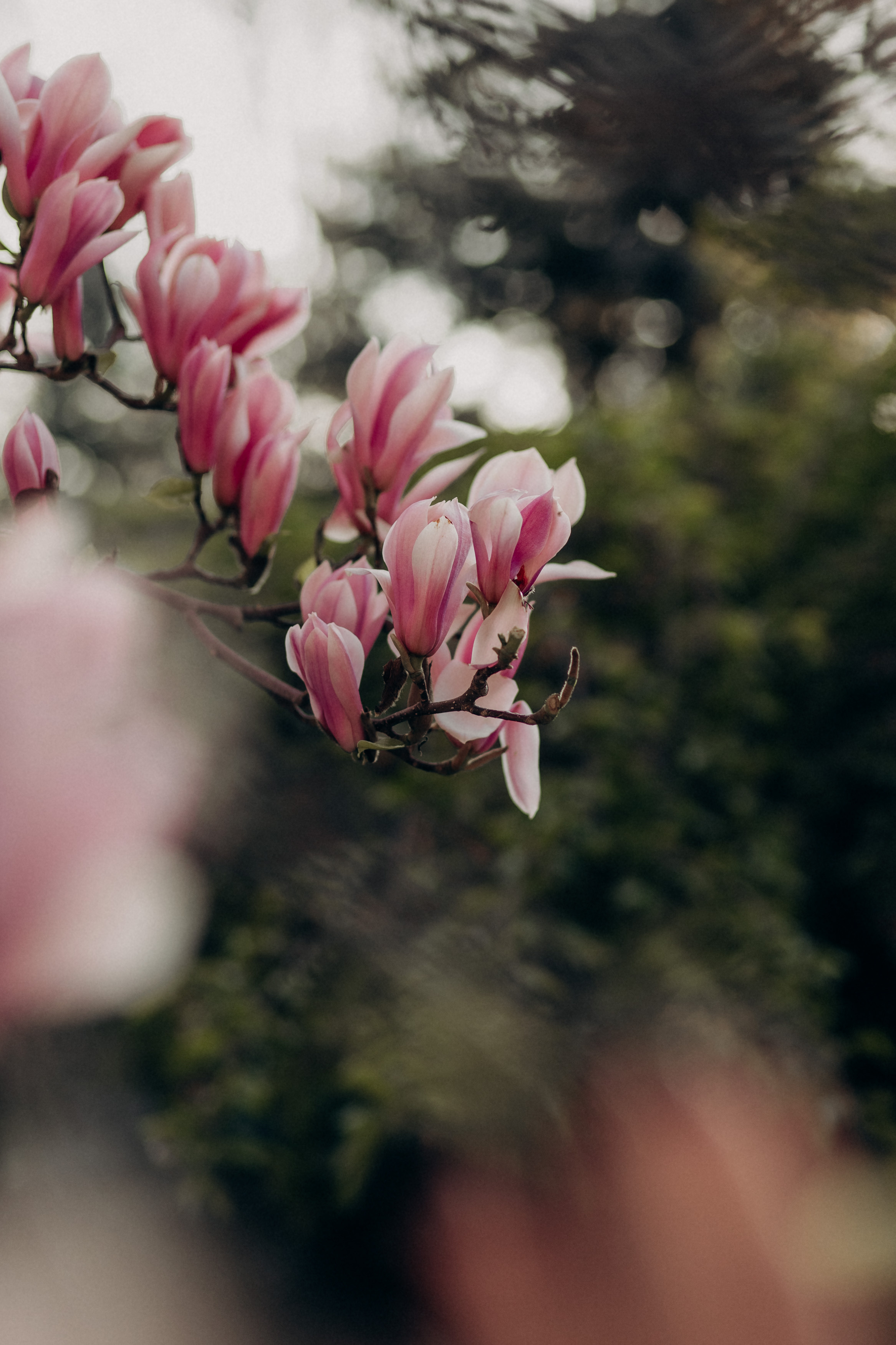 Anna Magnolia. Фотограф Максим Остапенко | Кам'янець-Подільський | Львів | Київ