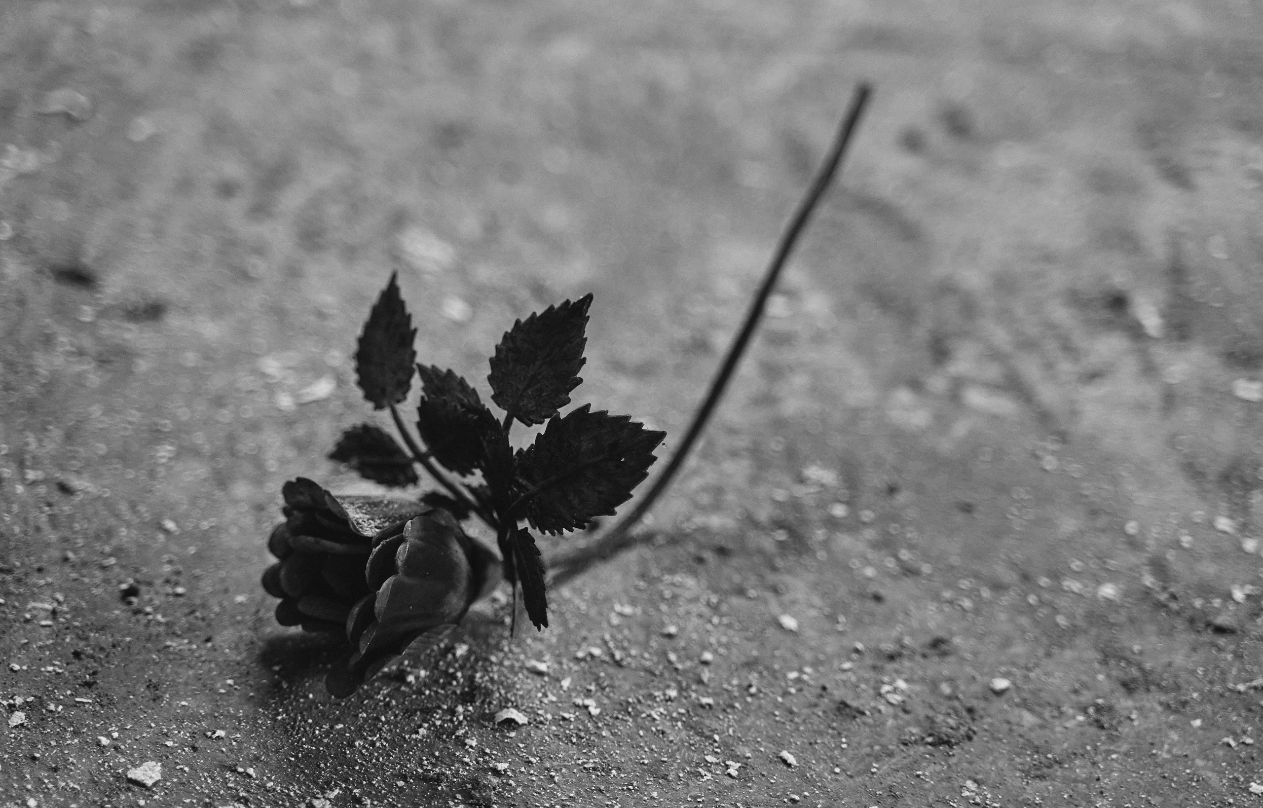 Otrivin. Danya Pryvit | Photographer