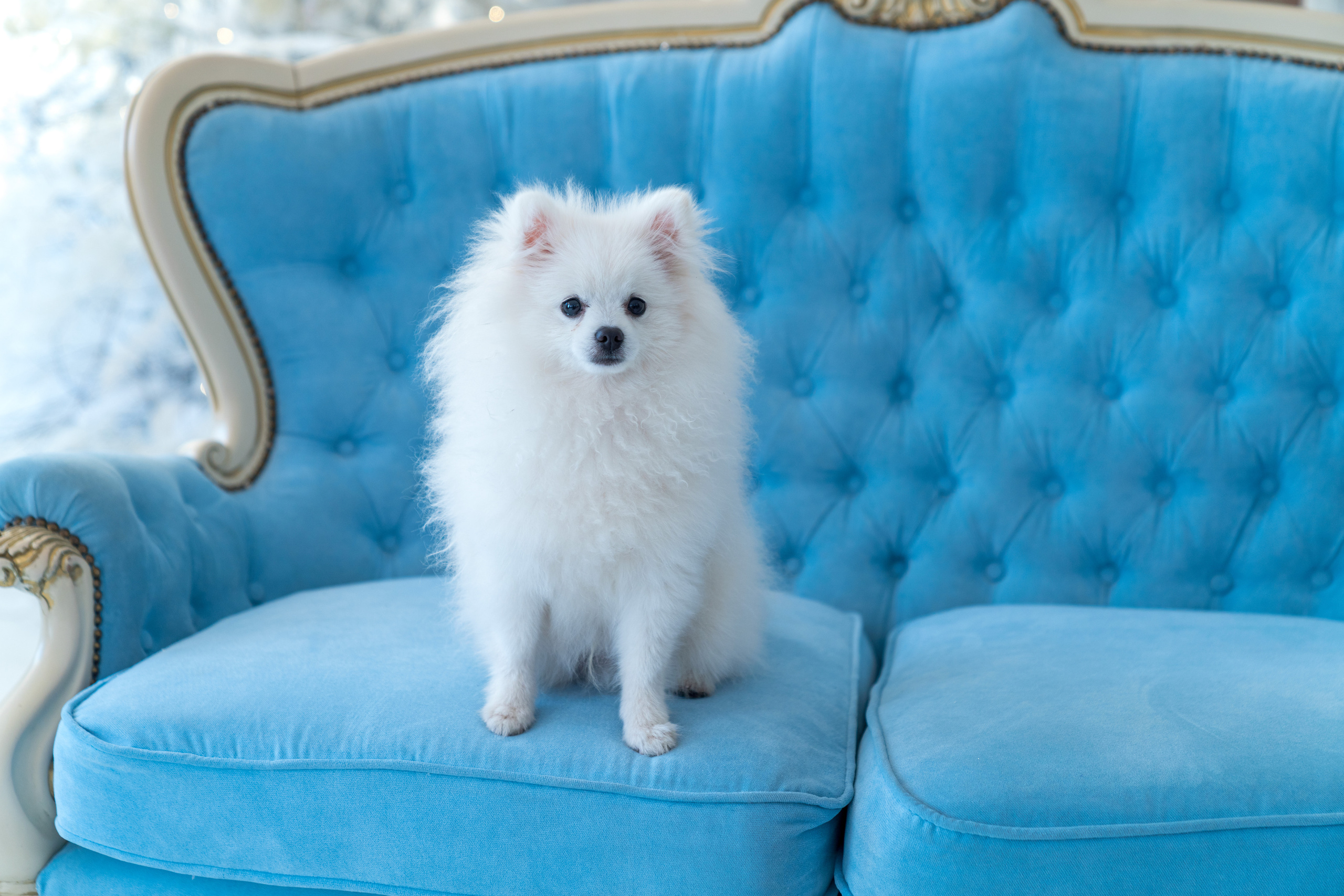 Pets. Yana Shevtsova Family photographer