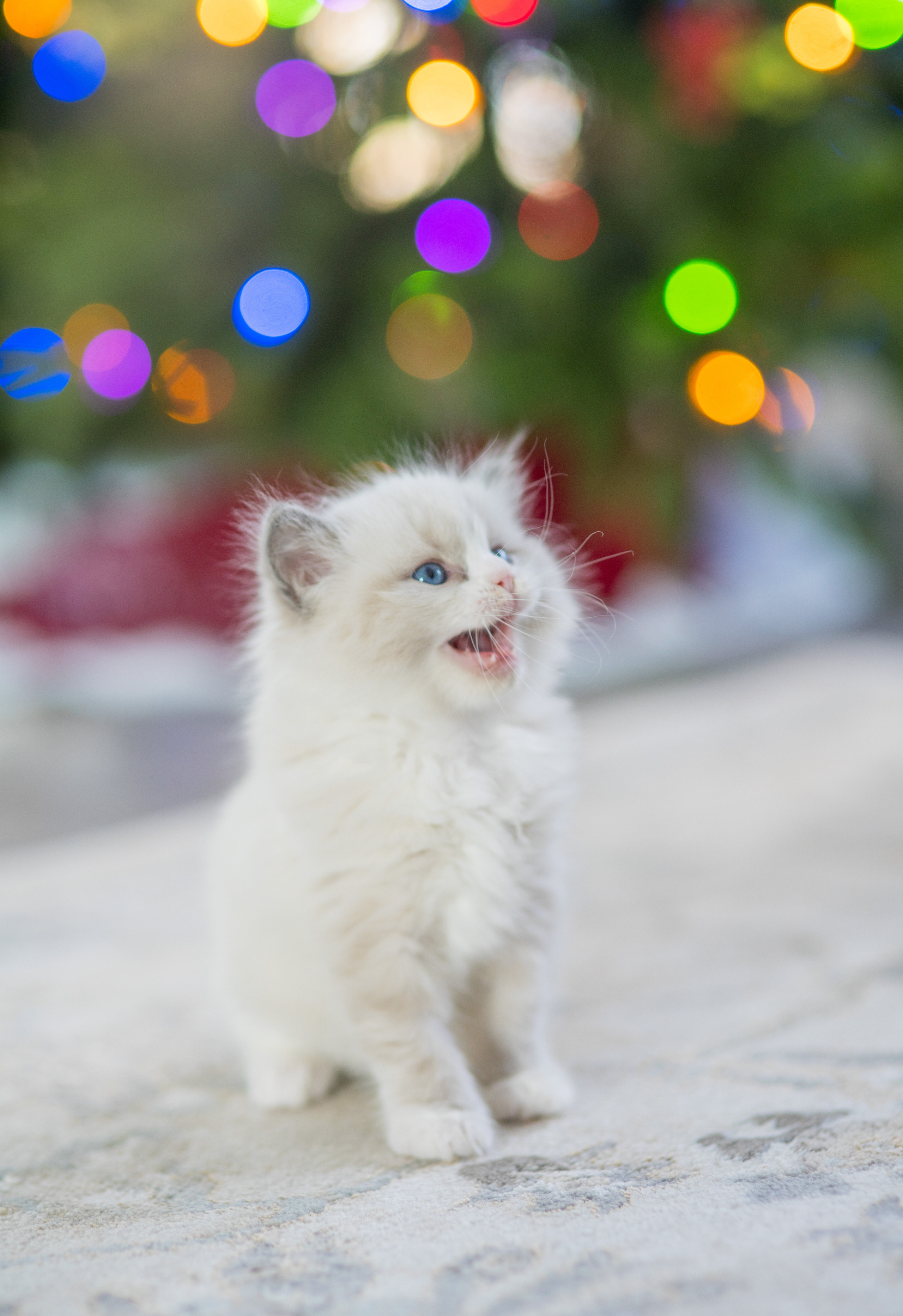 Pets. Yana Shevtsova Family photographer