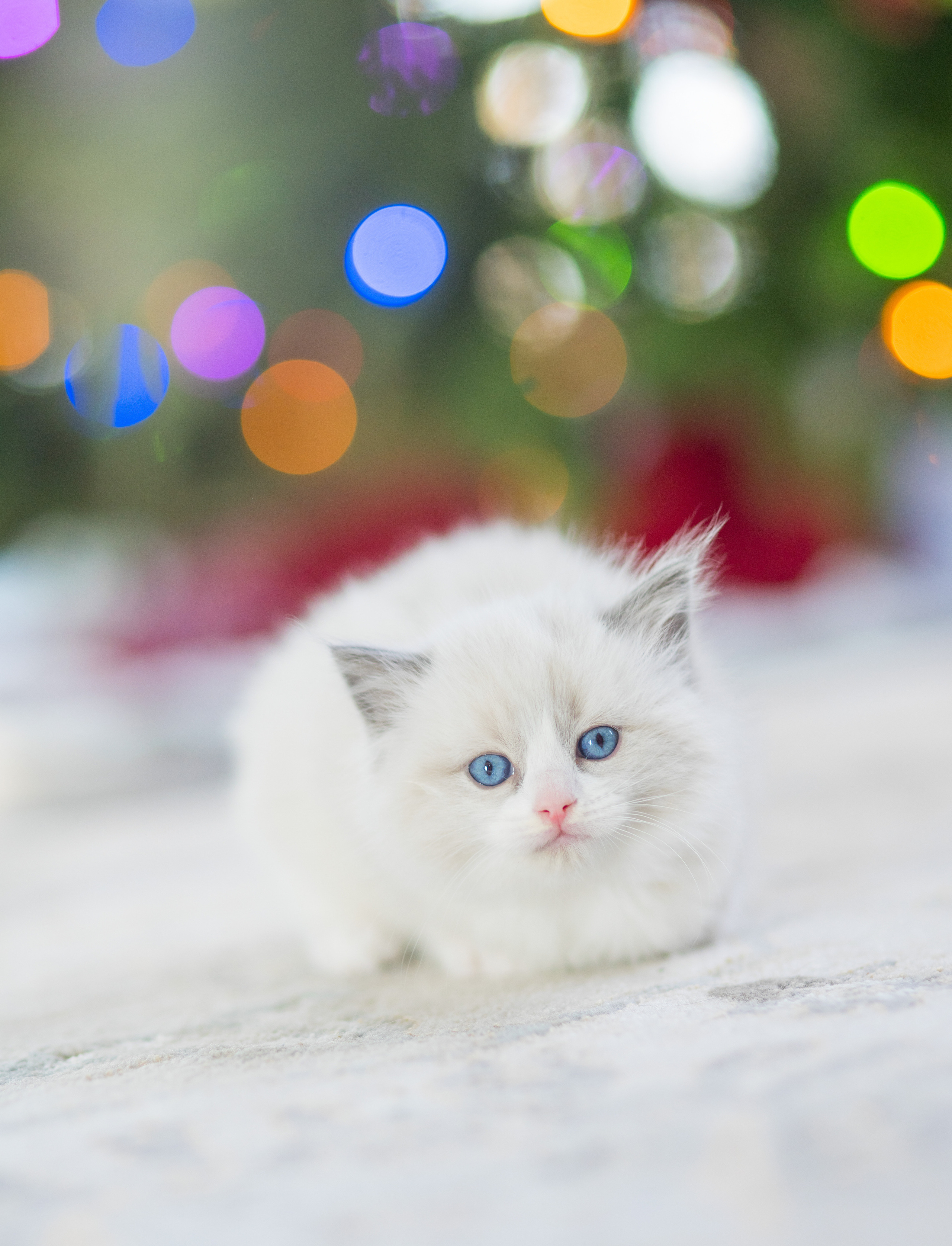 Pets. Yana Shevtsova Family photographer