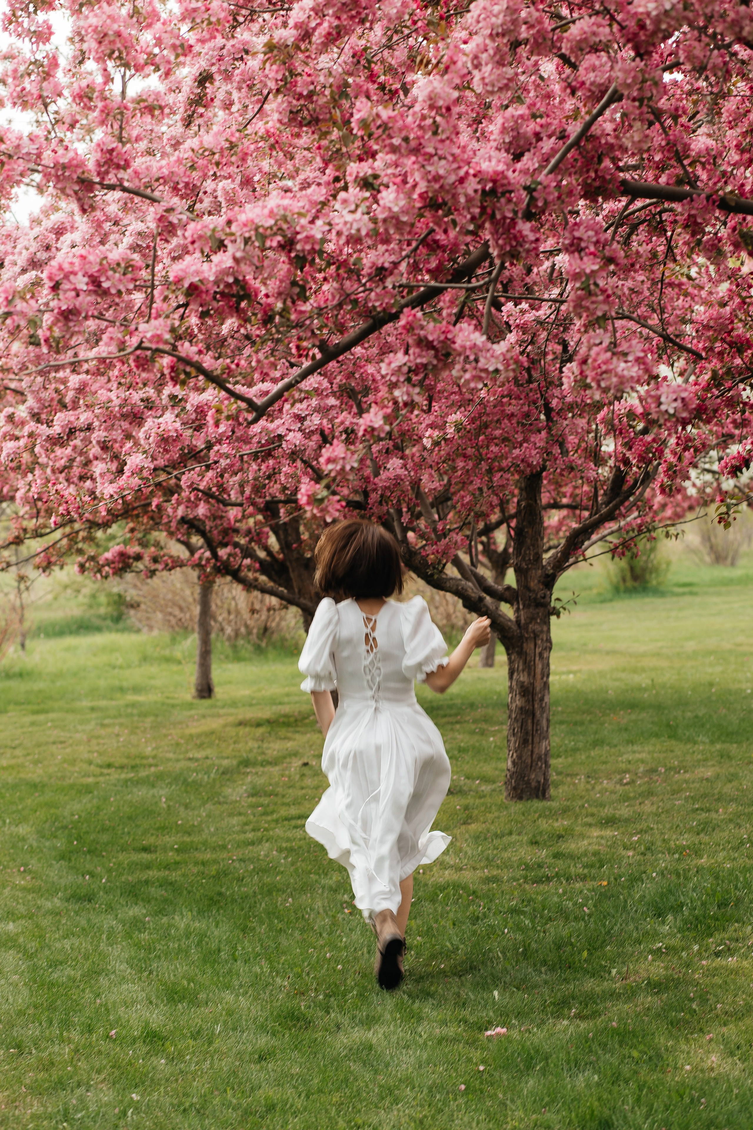 Alevtina. Cherry blossom