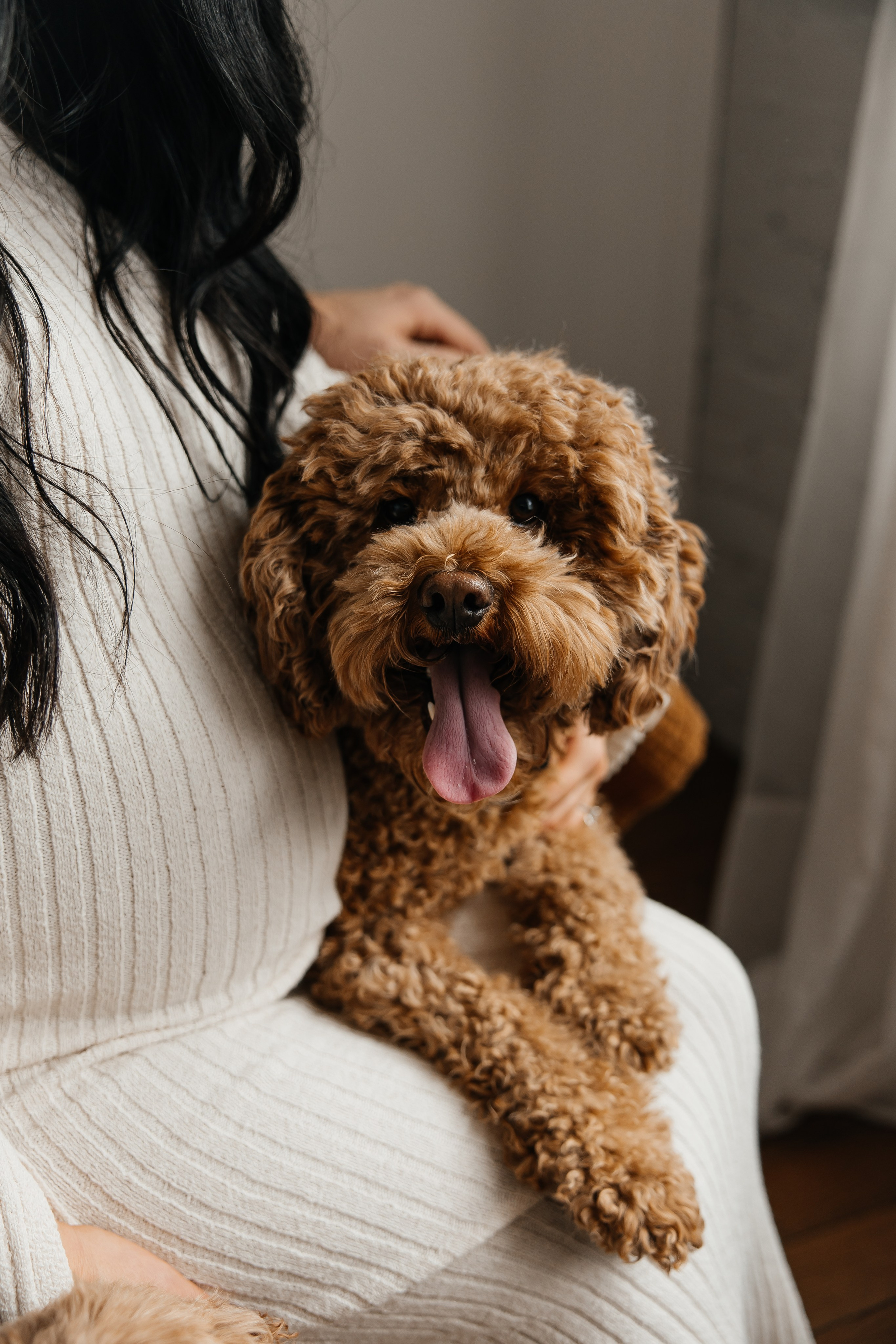 Maternity+2 cute dogs