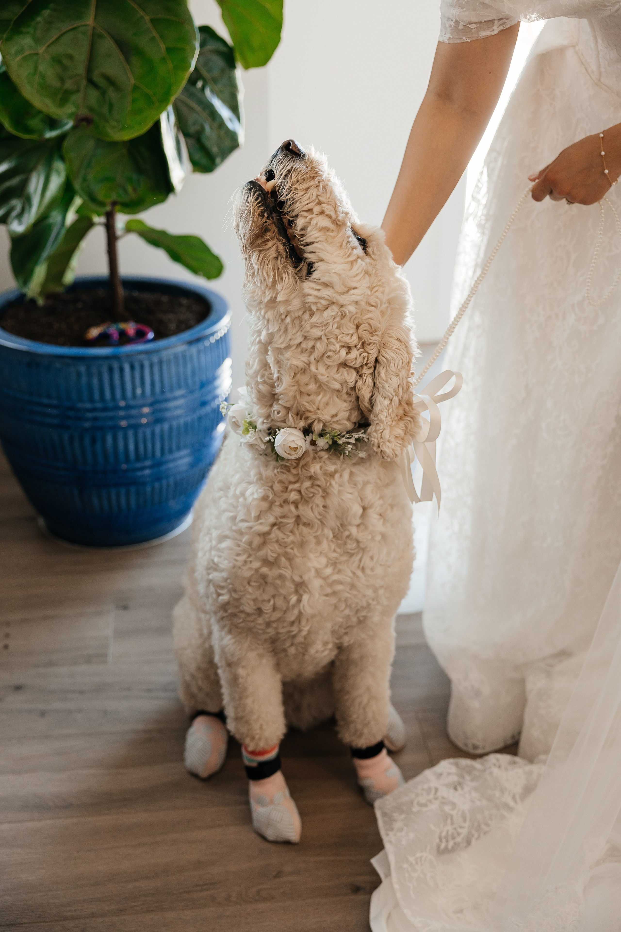 Laura&Roberto. Affordable Photographer in Calgary — Tetiana Shuhai