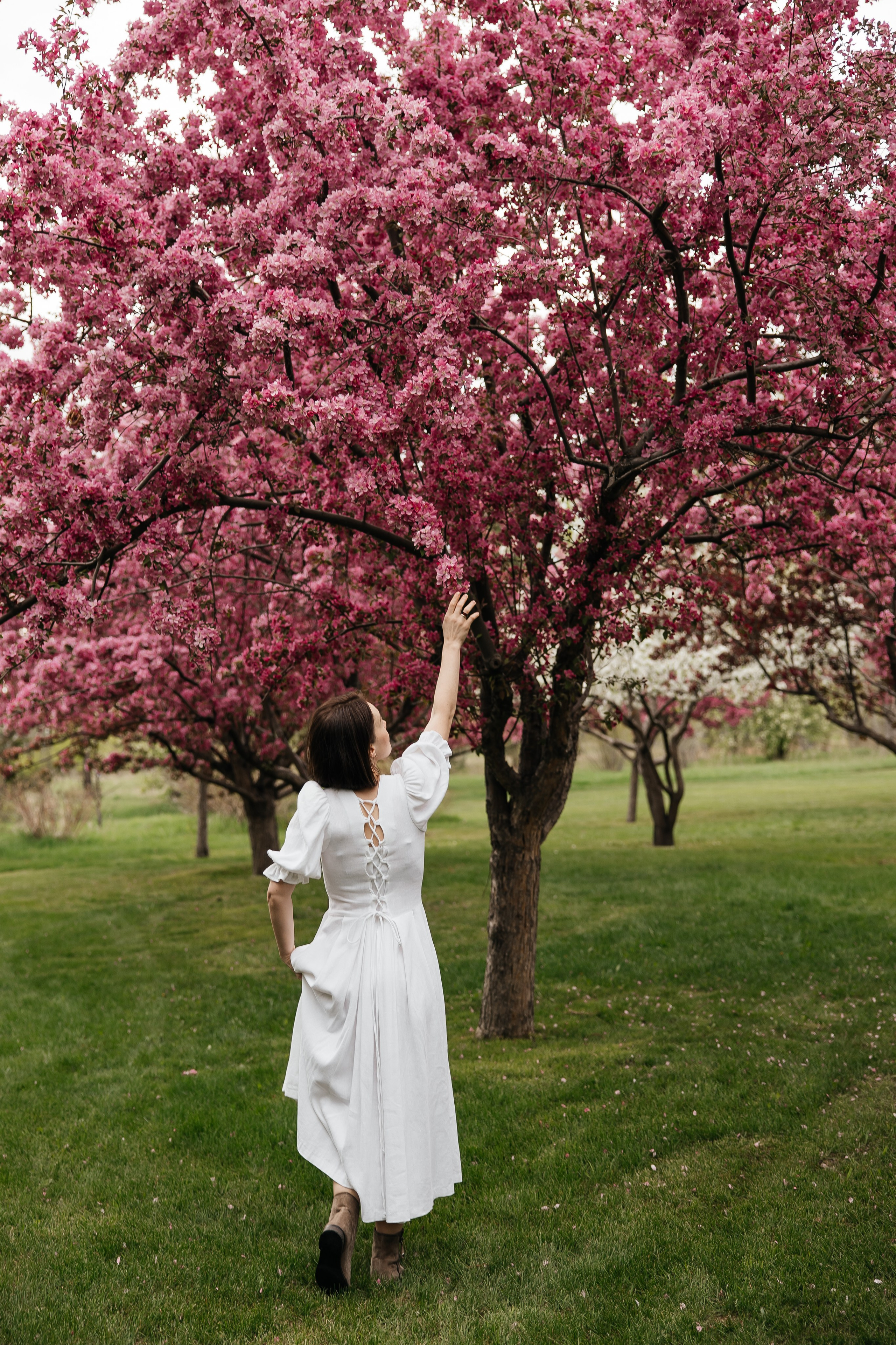 Alevtina. Cherry blossom