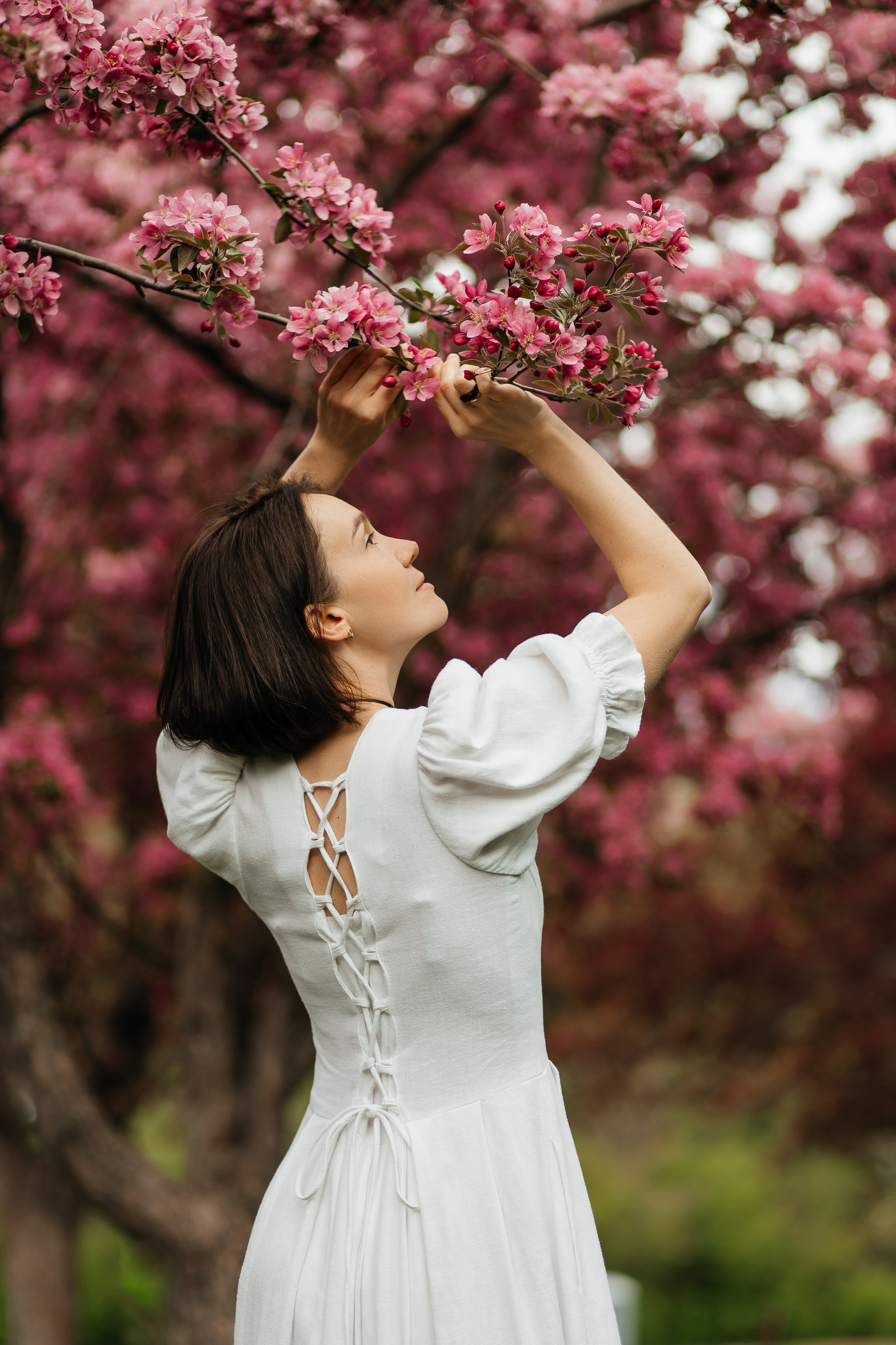 Alevtina. Cherry blossom