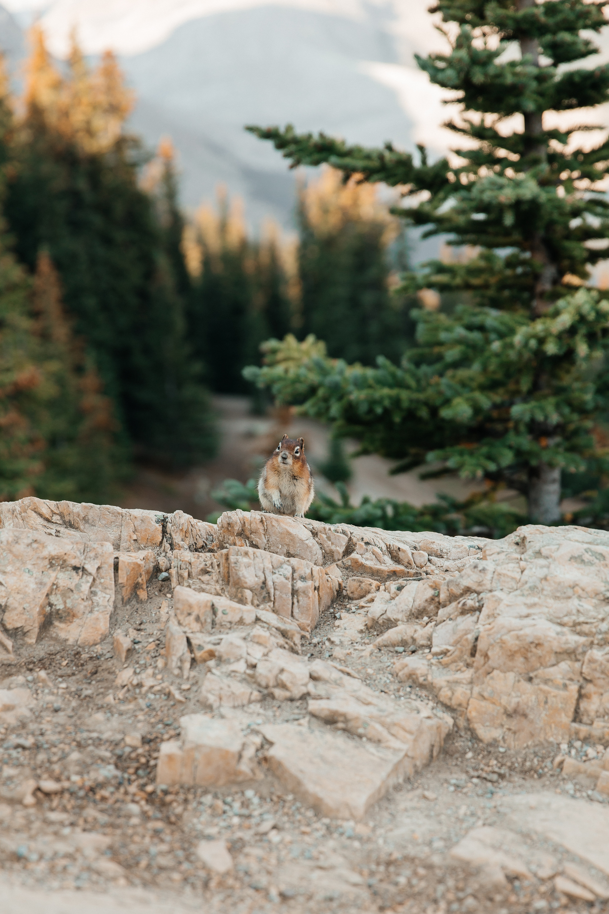 Alla & Yaroslav | Wedding Photography Collection | Tetiana Shuhai