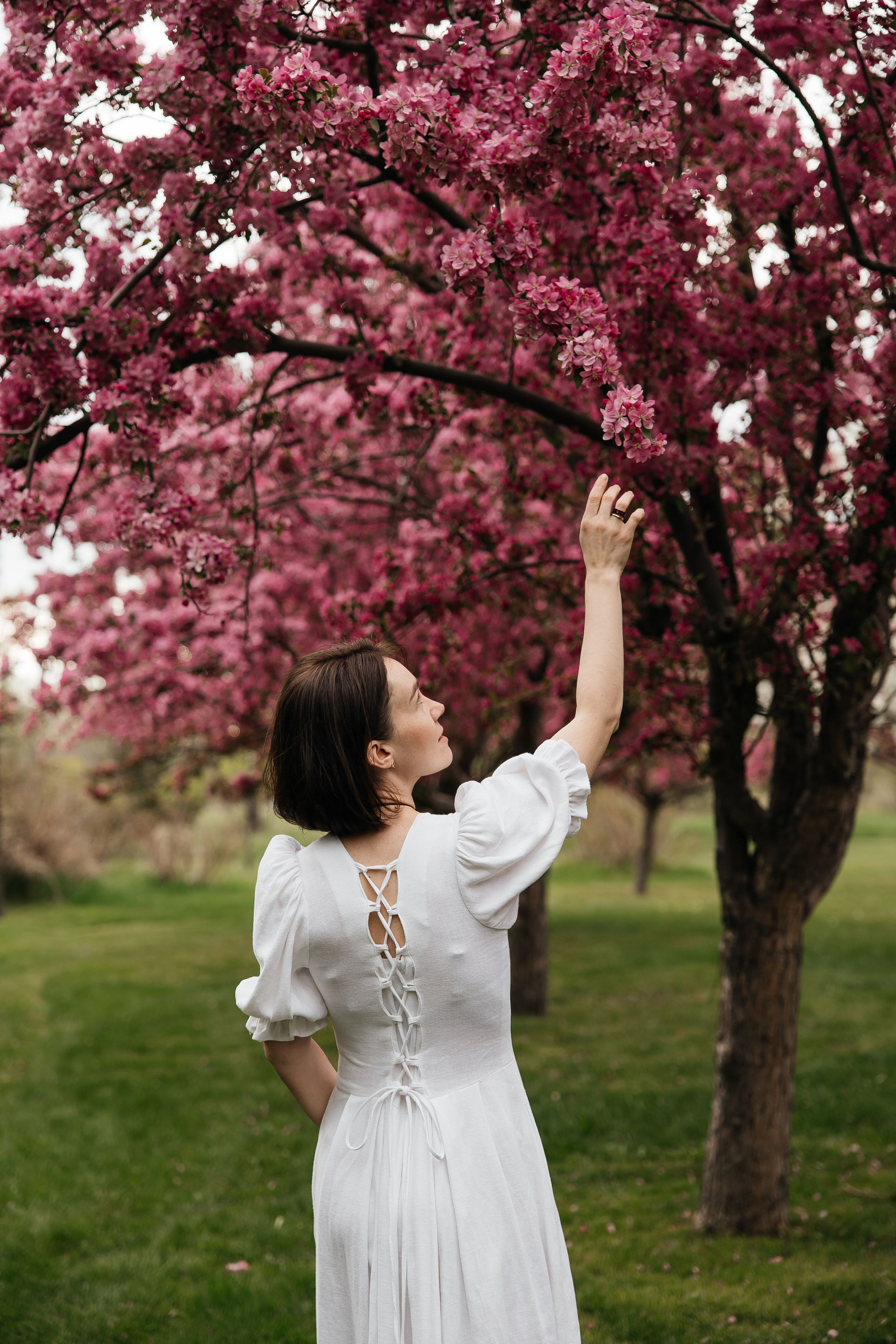 Alevtina. Cherry blossom