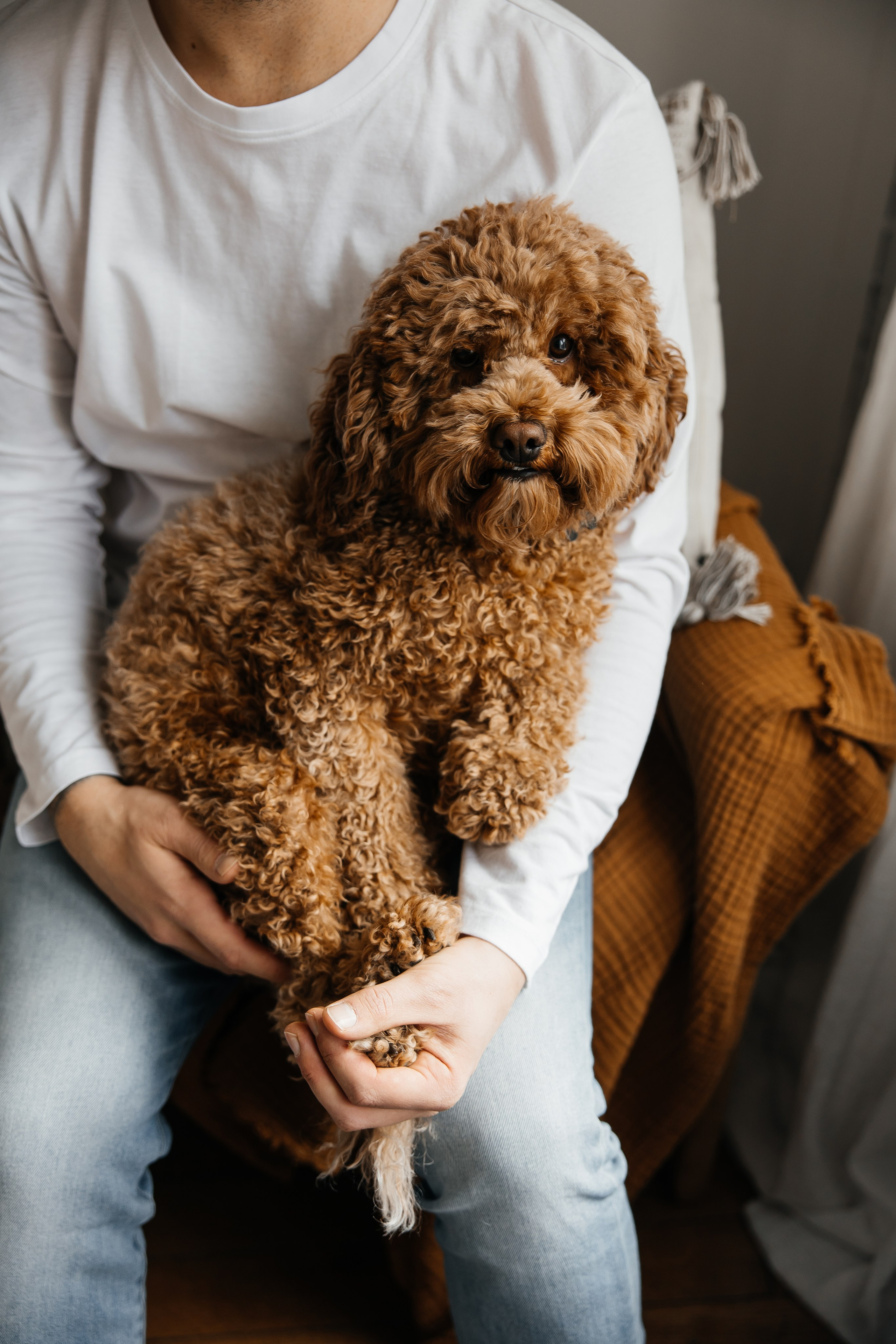 Maternity+2 cute dogs