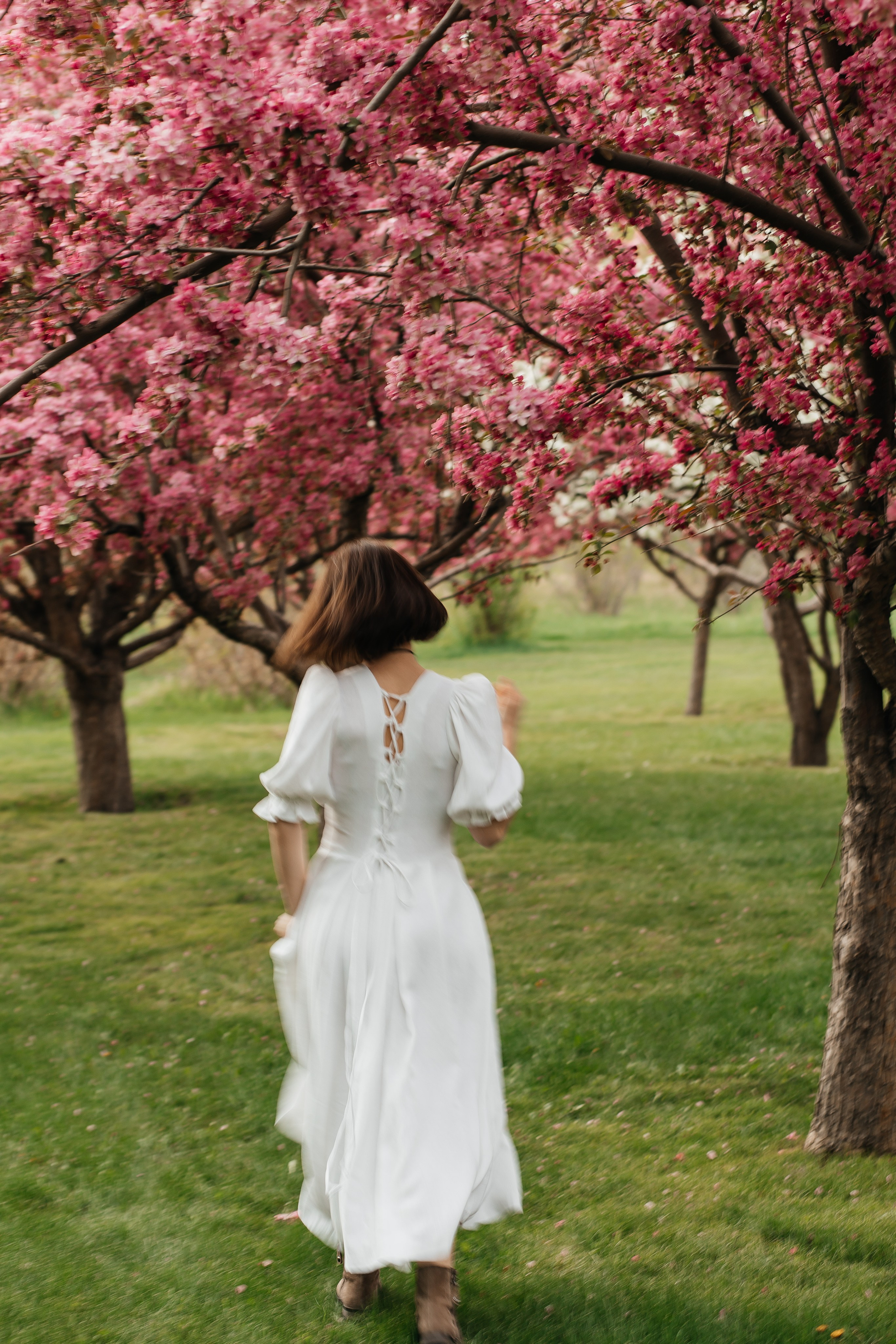 Alevtina. Cherry blossom