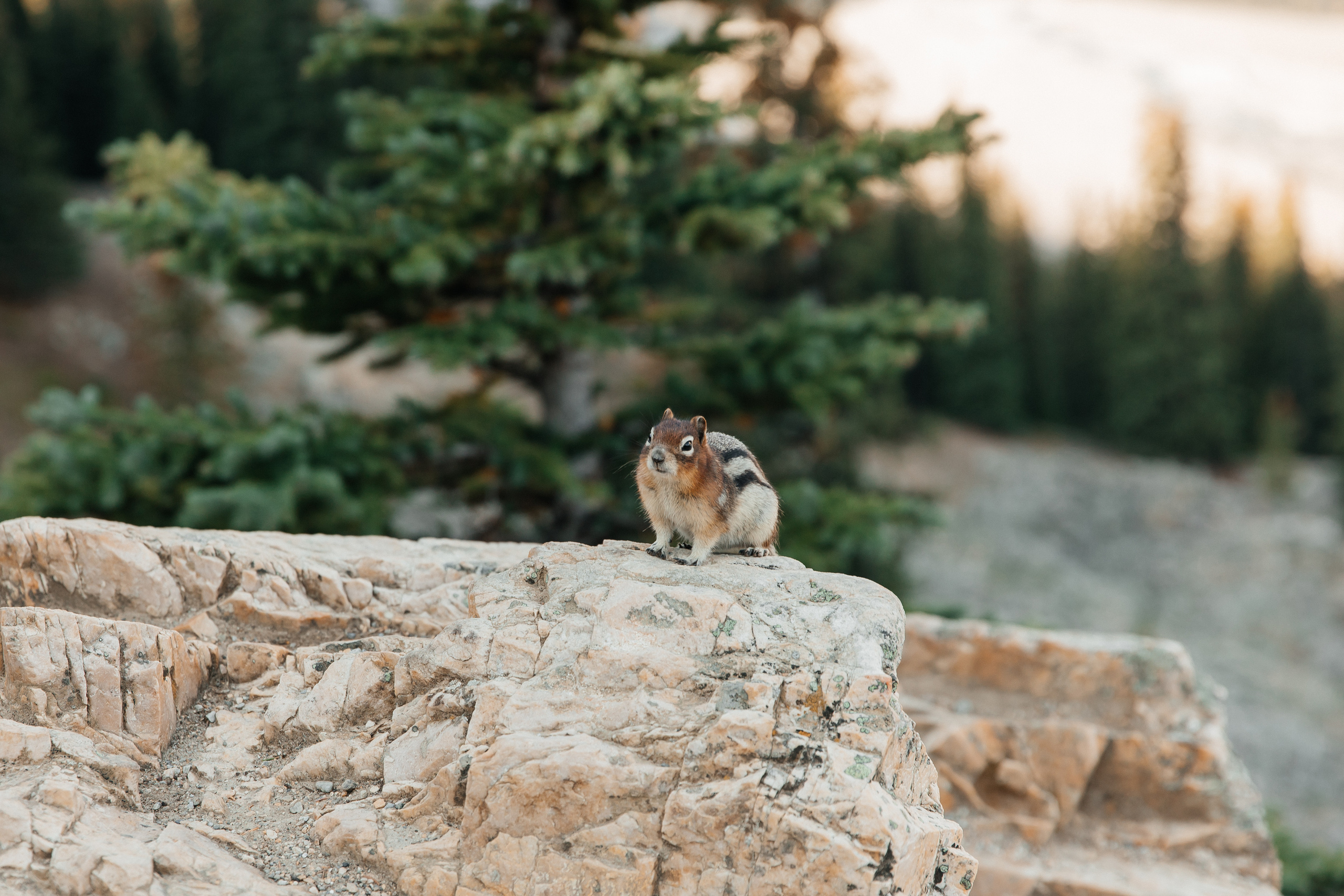 Alla & Yaroslav | Wedding Photography Collection | Tetiana Shuhai