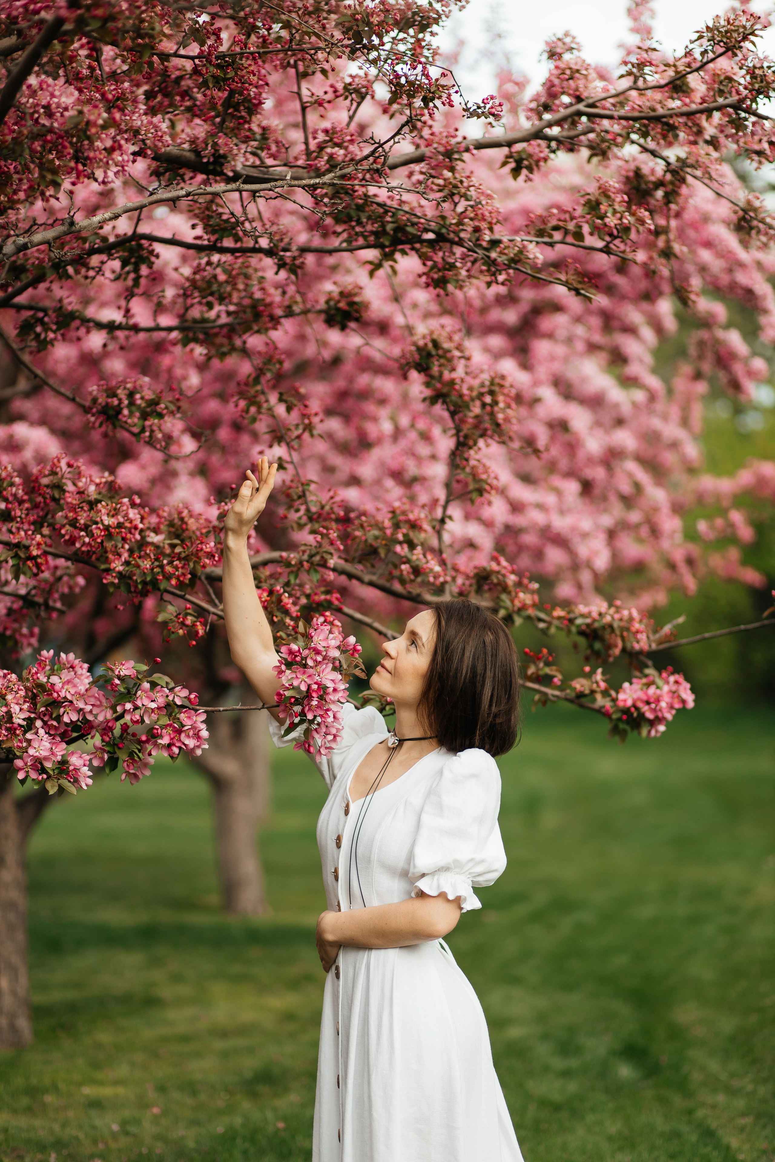 Alevtina. Cherry blossom