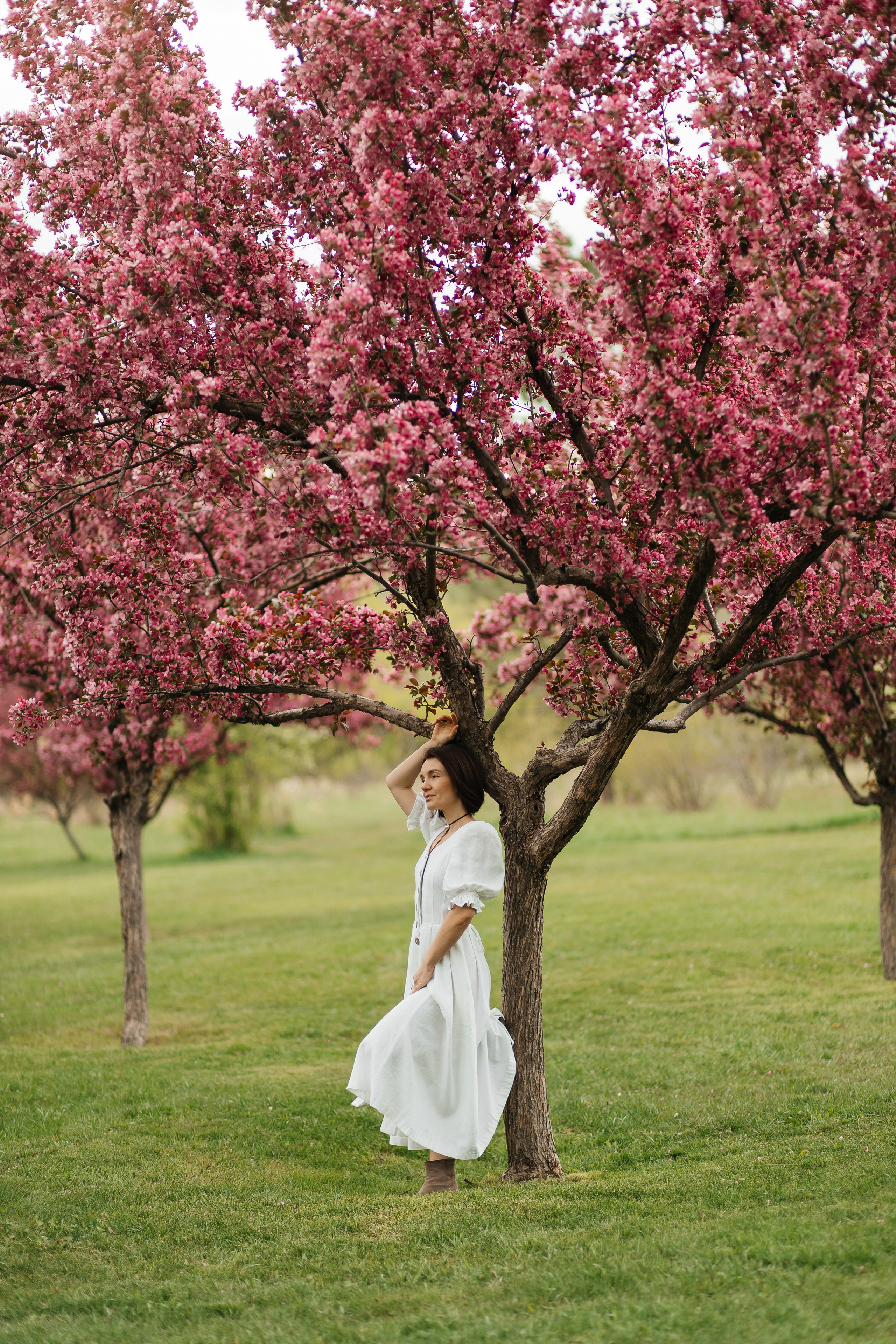 Alevtina. Cherry blossom