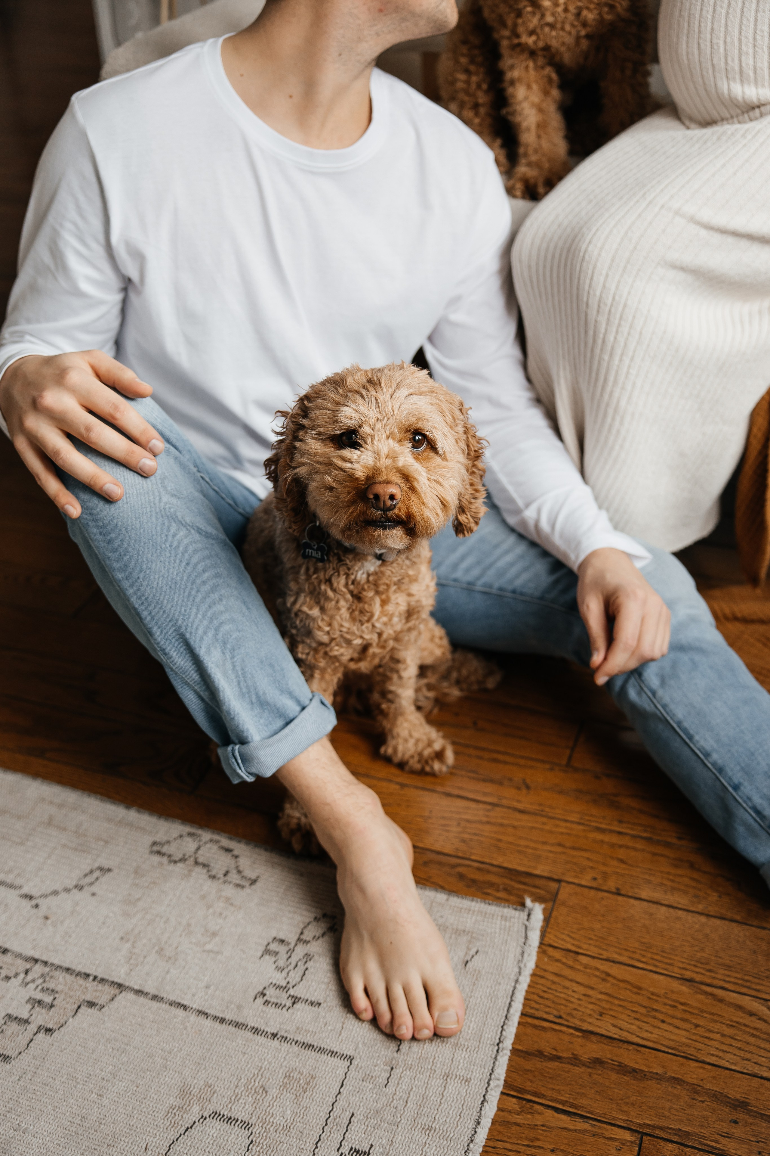 Maternity+2 cute dogs
