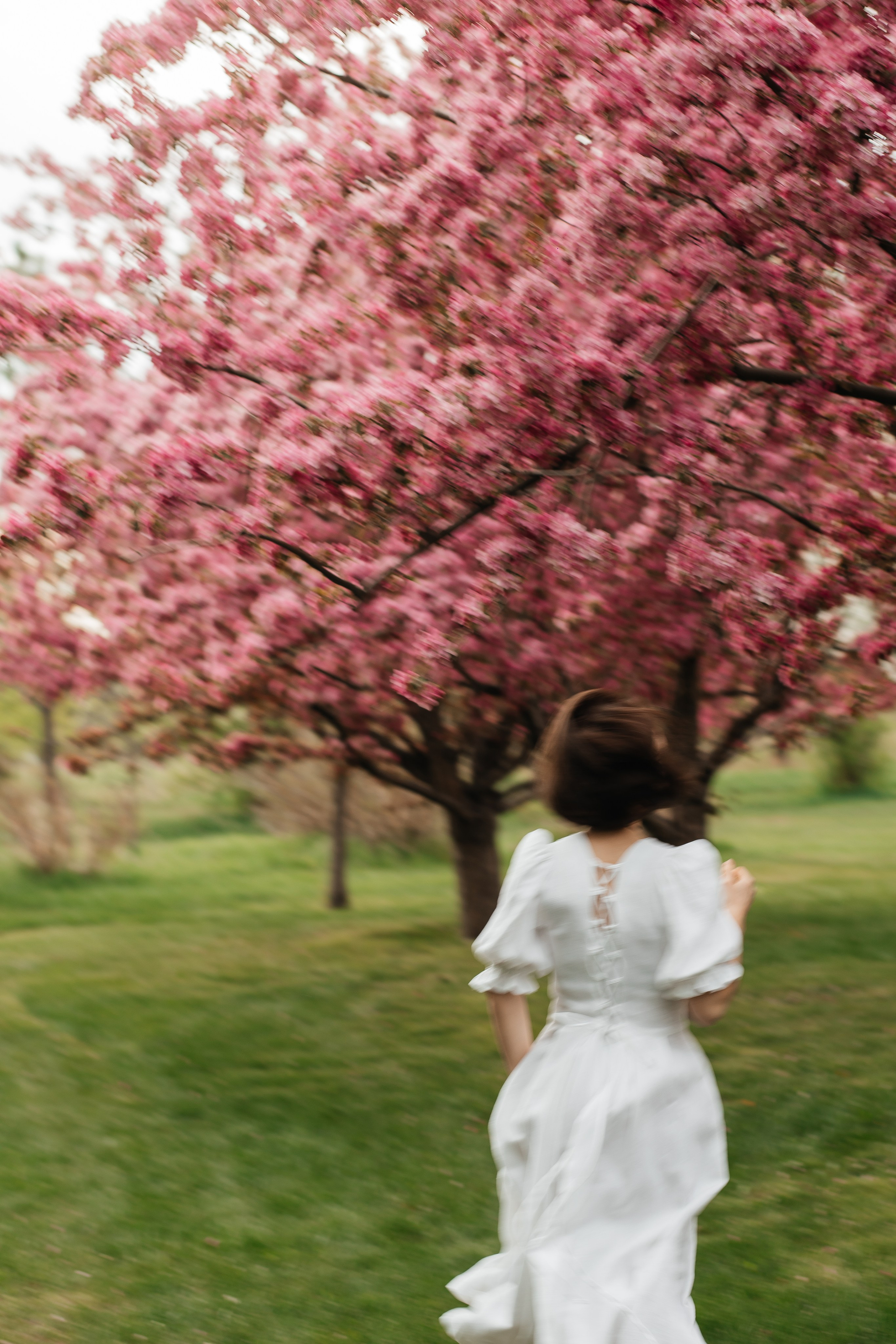 Alevtina. Cherry blossom