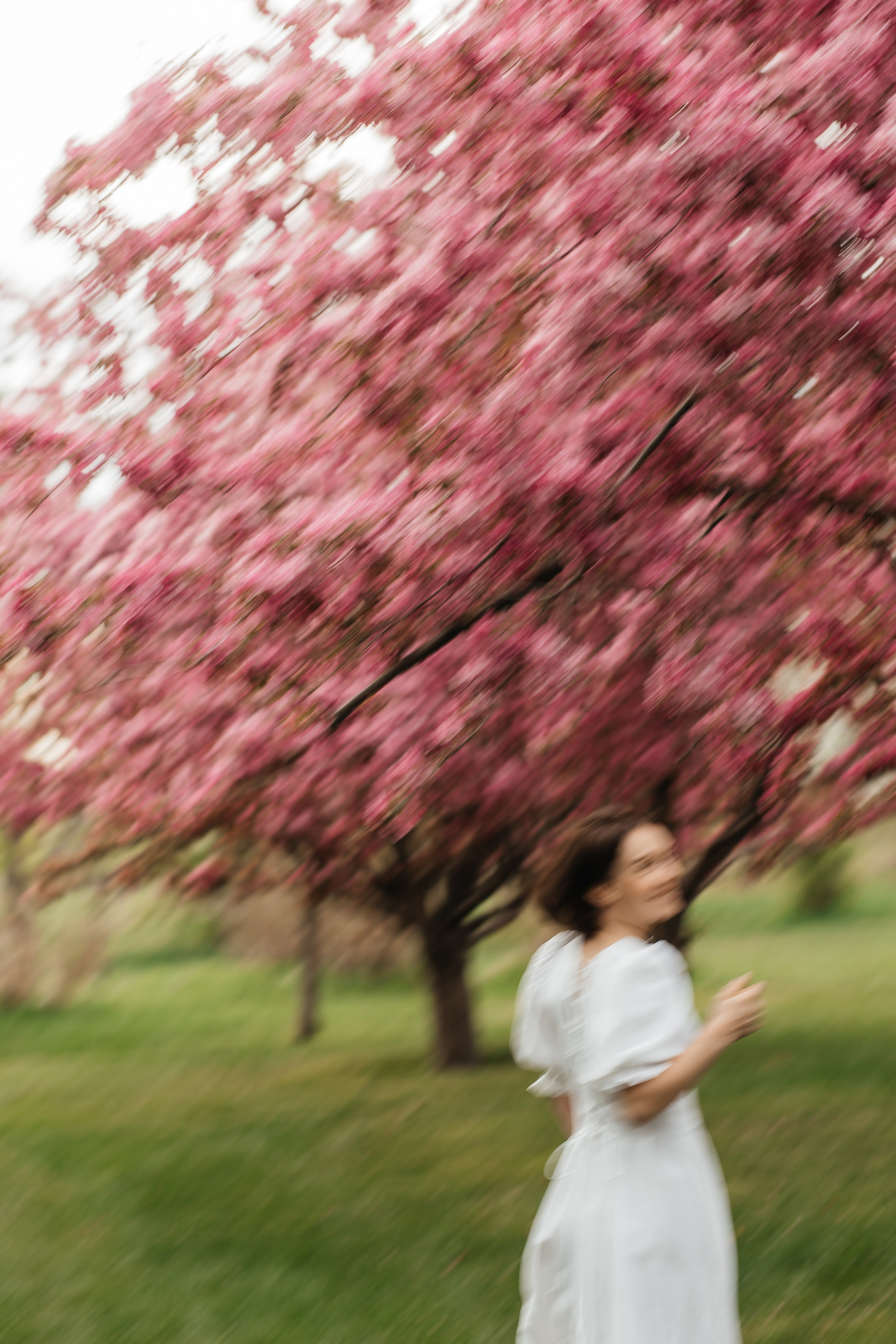 Alevtina. Cherry blossom