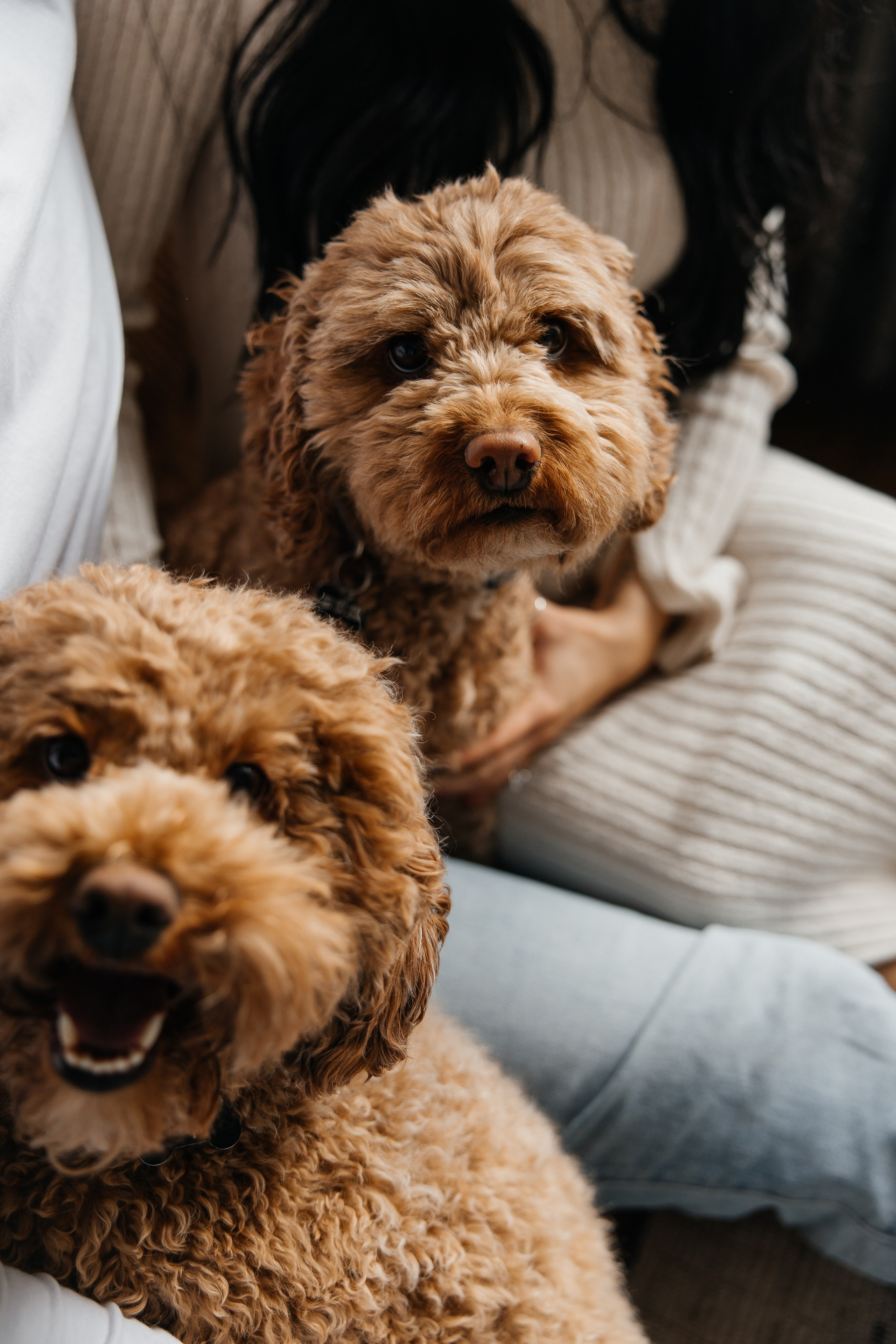 Maternity+2 cute dogs