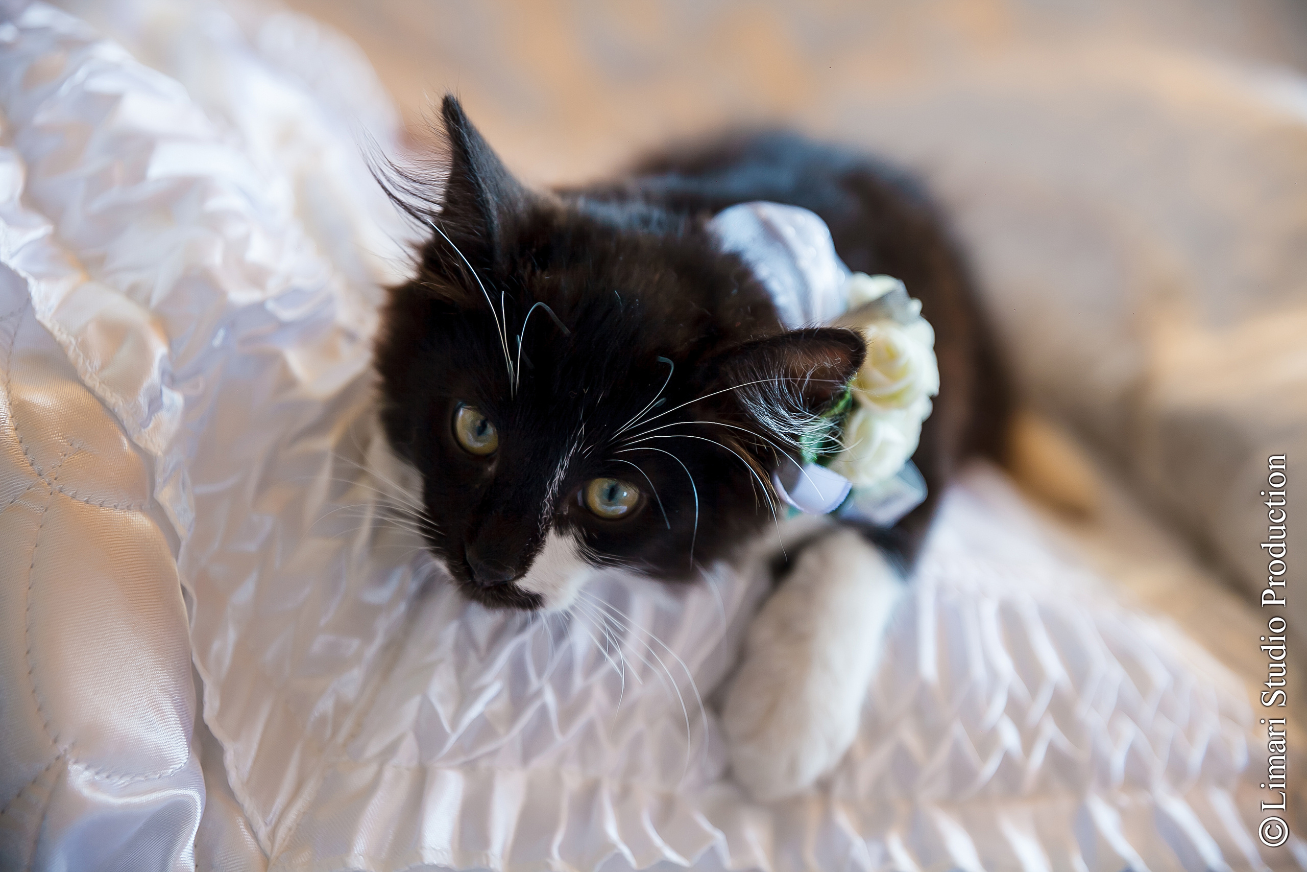 Irina & Eugene. Фото видео в молдове