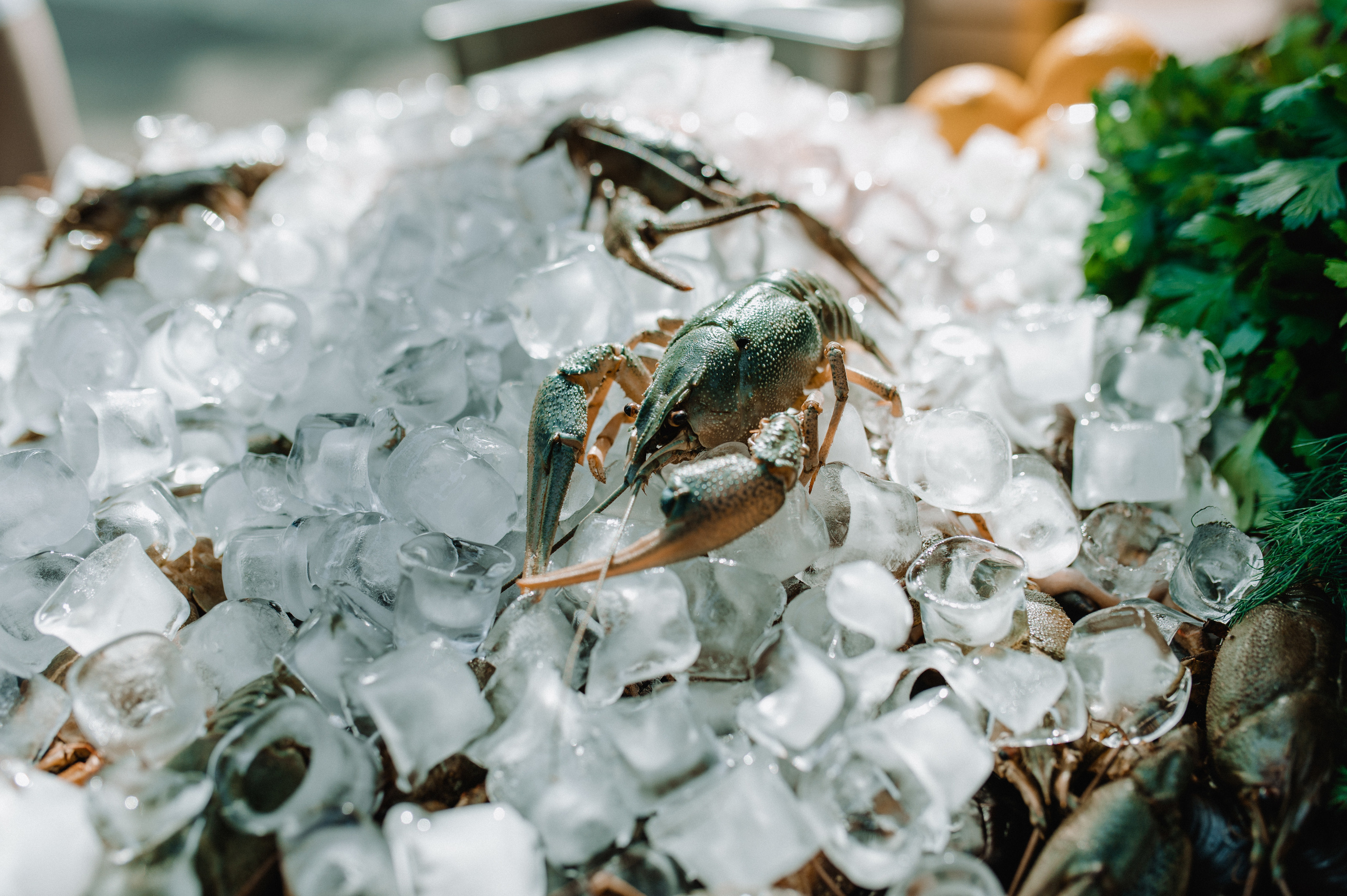 Marina, Sasha & Amelia. Family photography in Europe. Vienna, Bratislava, London, Dublin, Copenhagen, Amsterdam, Barcelona