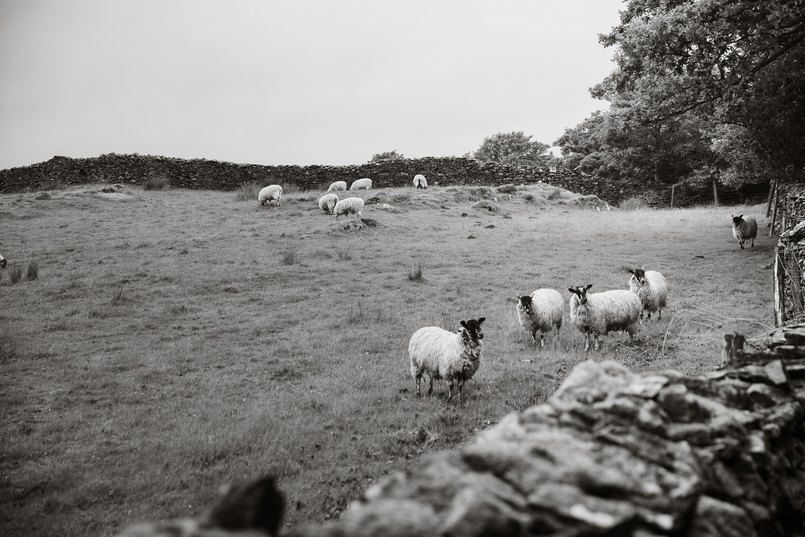 For Business. Family photography in Europe. Vienna, Bratislava, London, Dublin, Copenhagen, Amsterdam, Barcelona