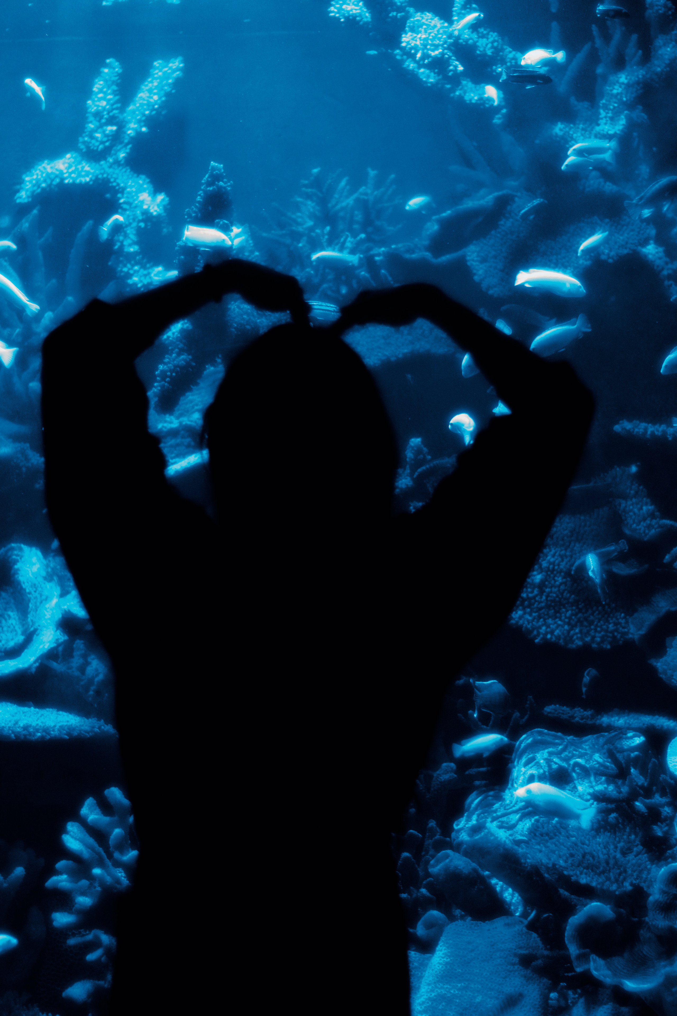 Соня Львів океанаріум. +seexteens chase the moon 🌙+