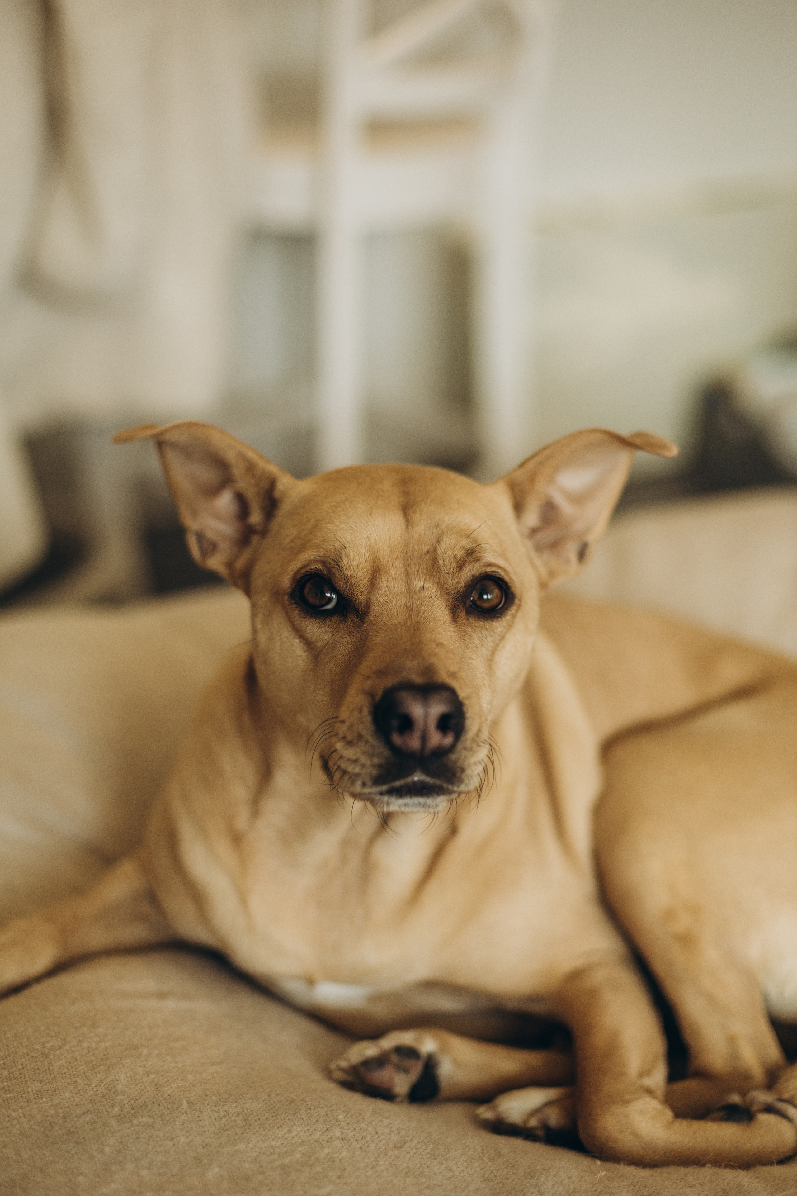 First Christmas. Wedding Photographer Toronto