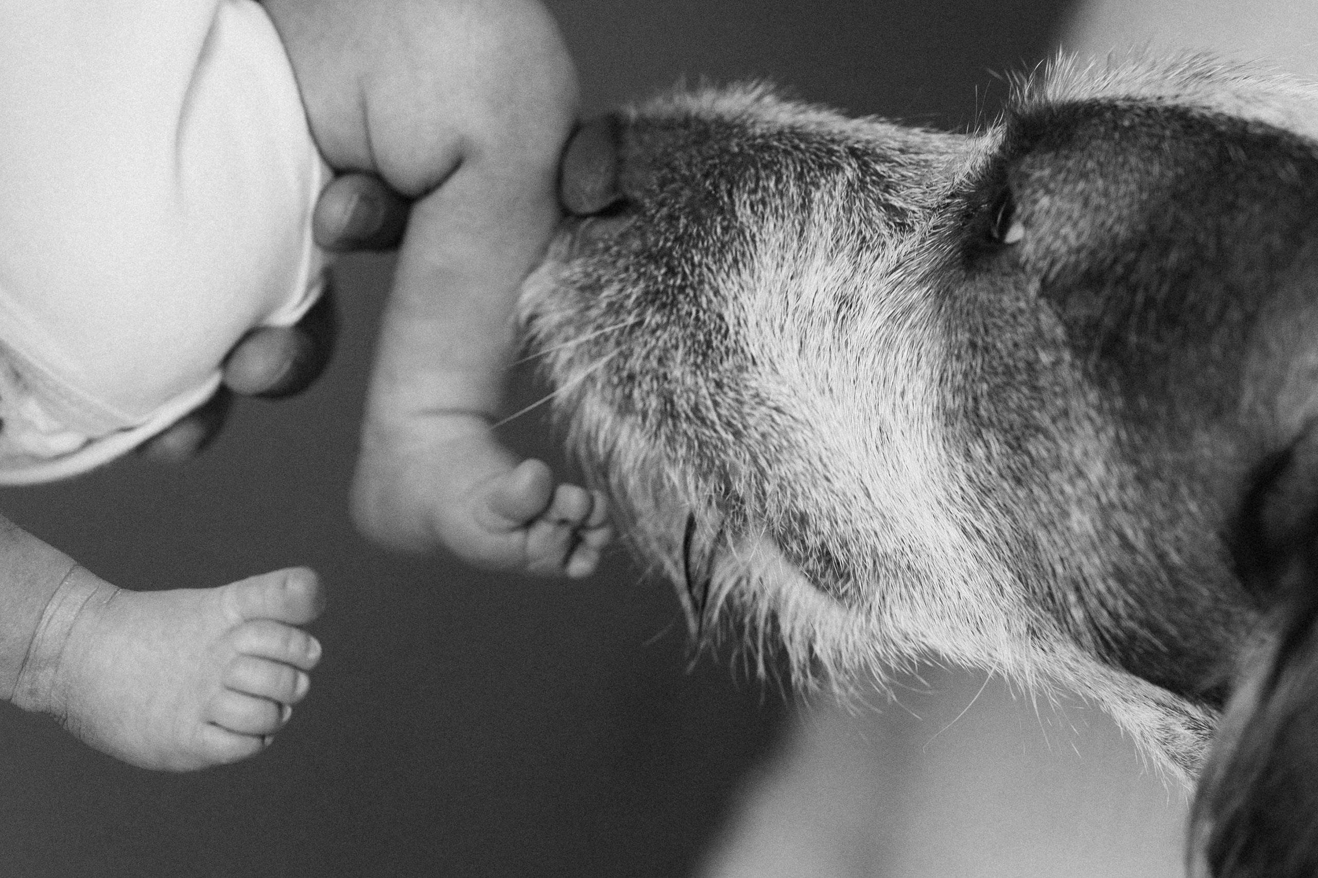 Baby Luca. Wedding Photographer Toronto