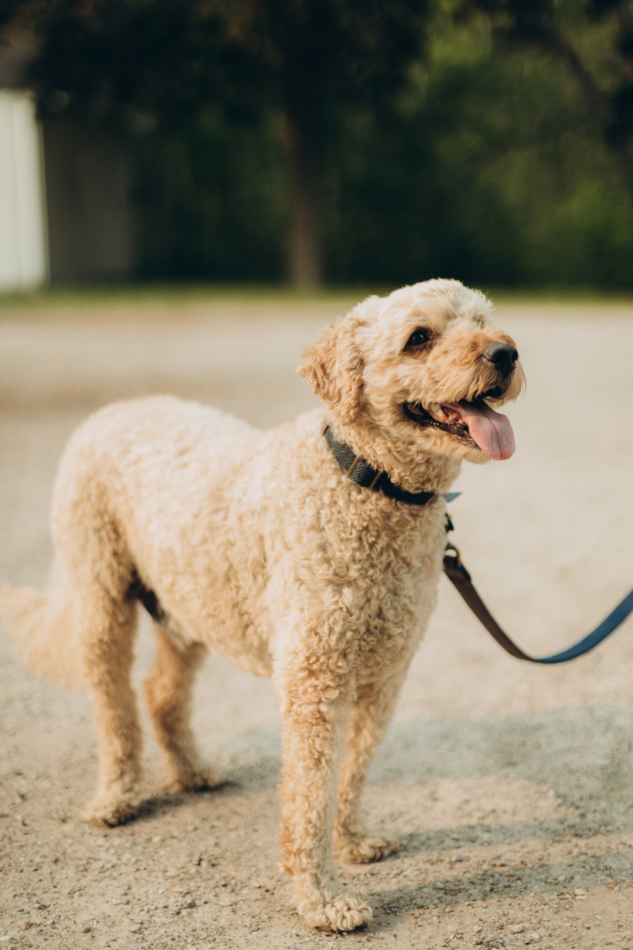 Family session. Wedding Photographer Toronto