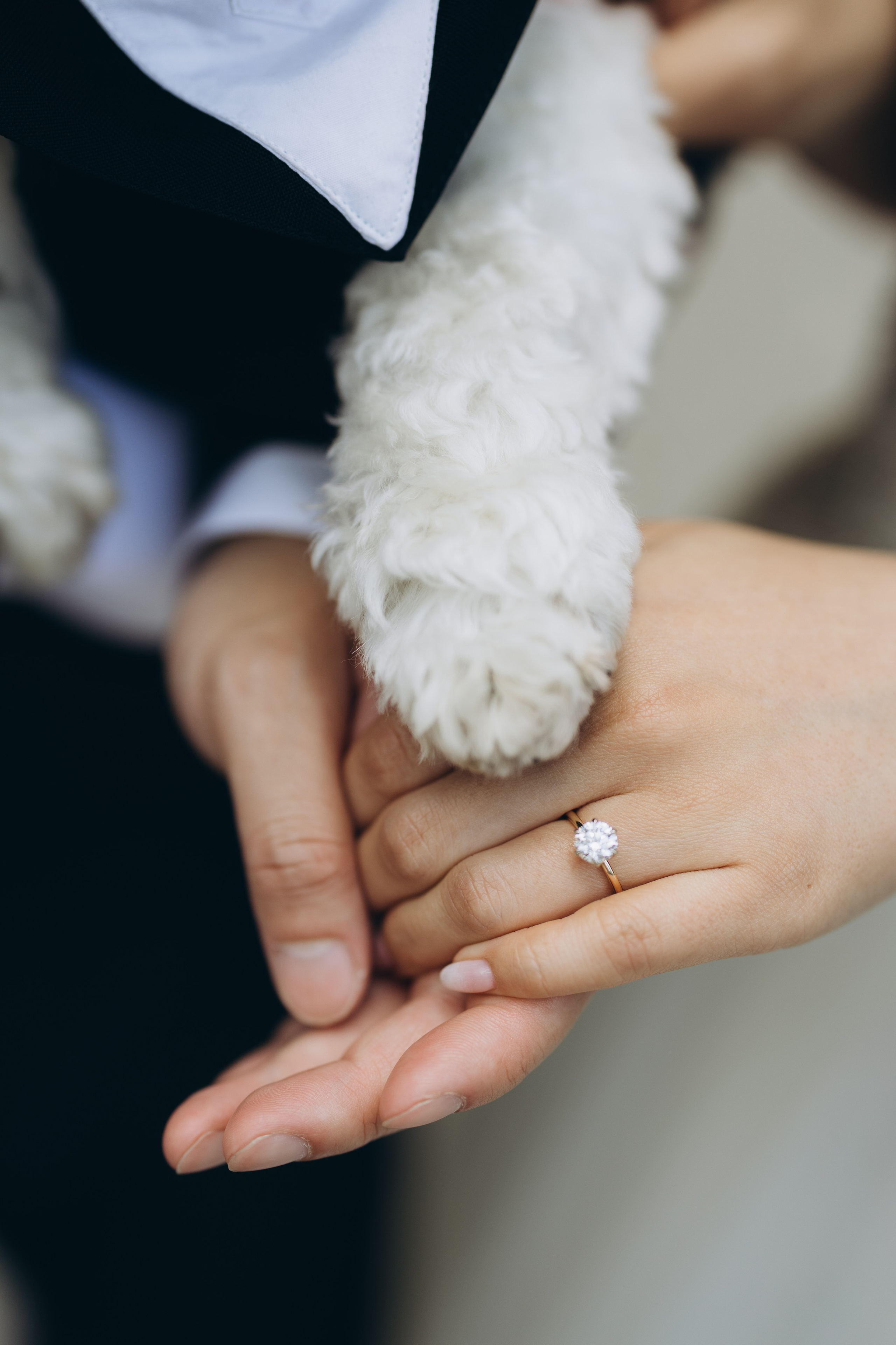 Stephanie&David. Wedding Photographer Toronto