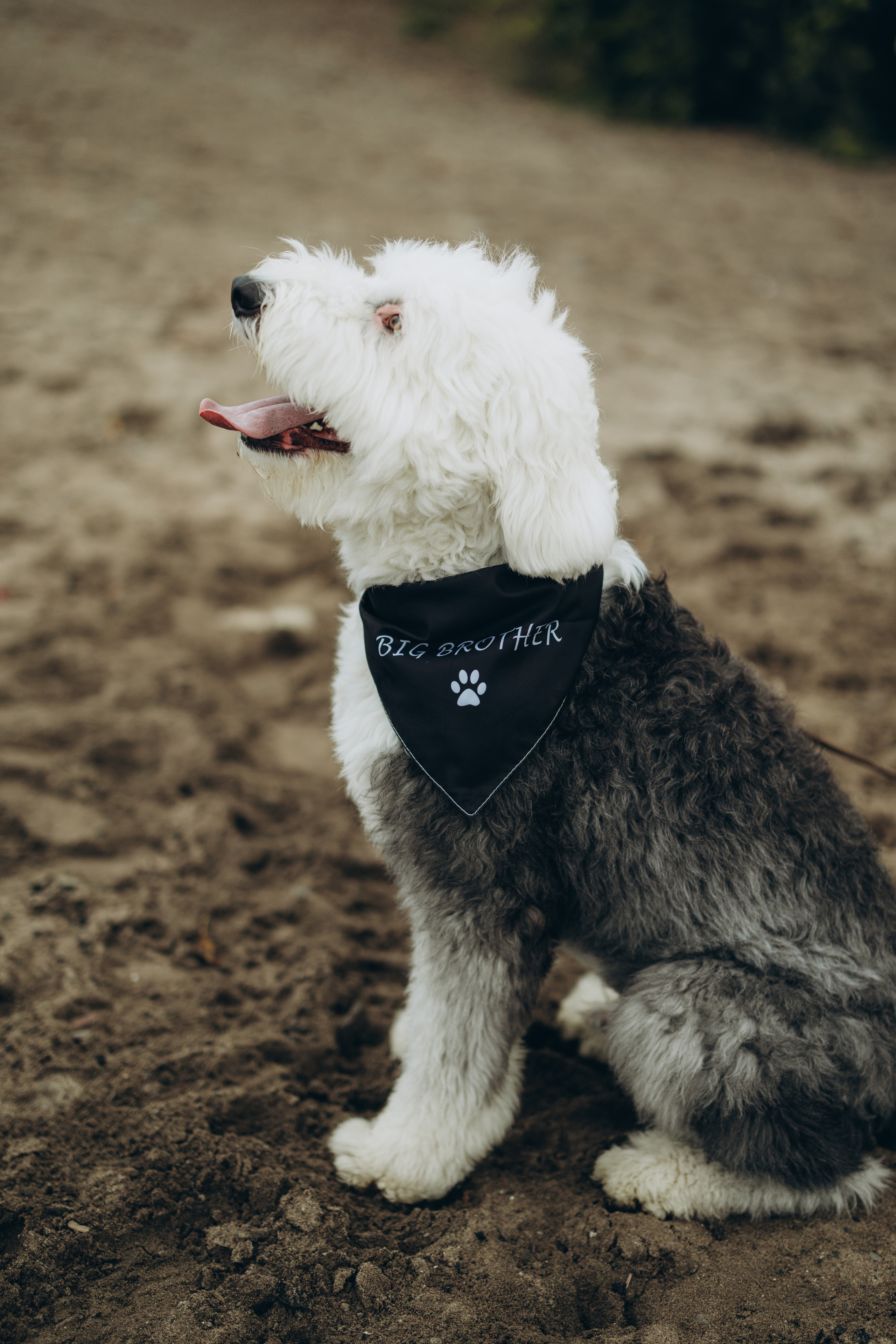 Gender party. Wedding Photographer Toronto